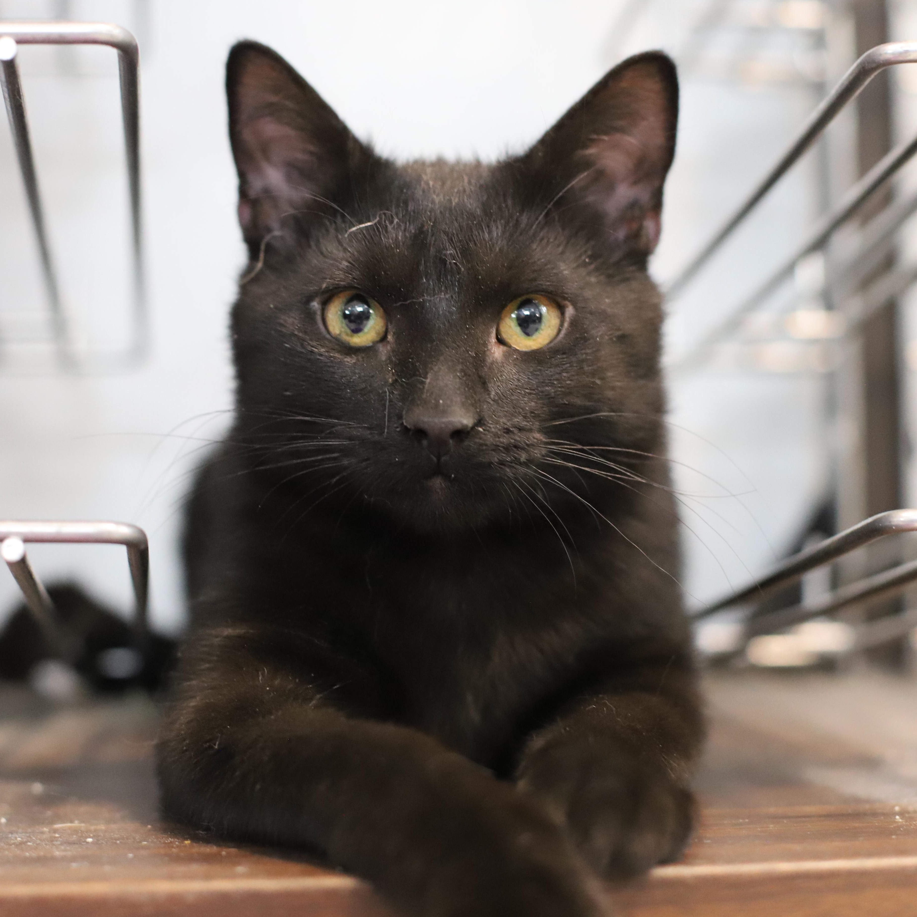 Fiyero, Baby Male Domestic Short Hair