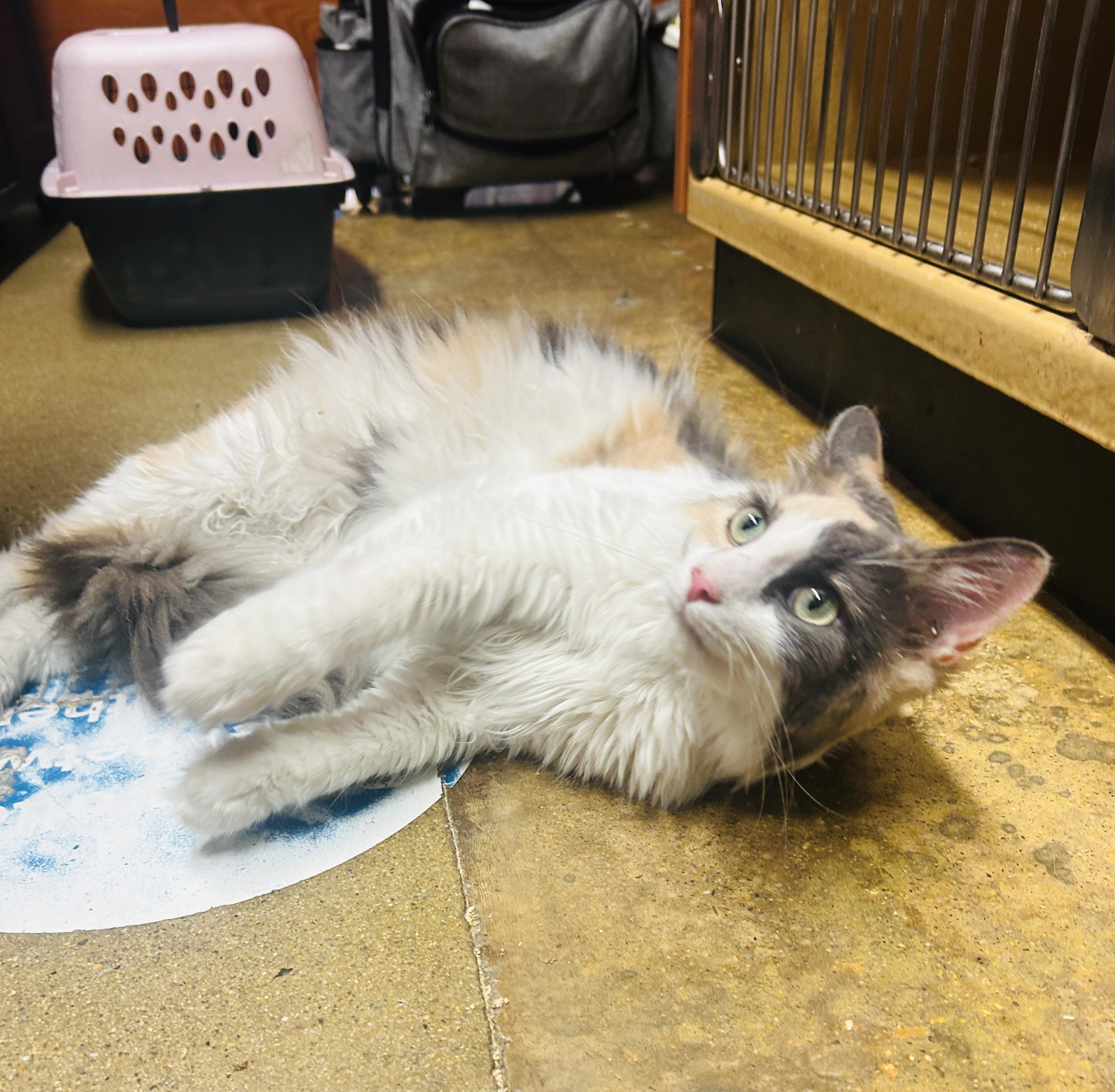 Enlarge Fifi, a ADOPTABLE Domestic Long Hair in Fairfax, VA image 4/5