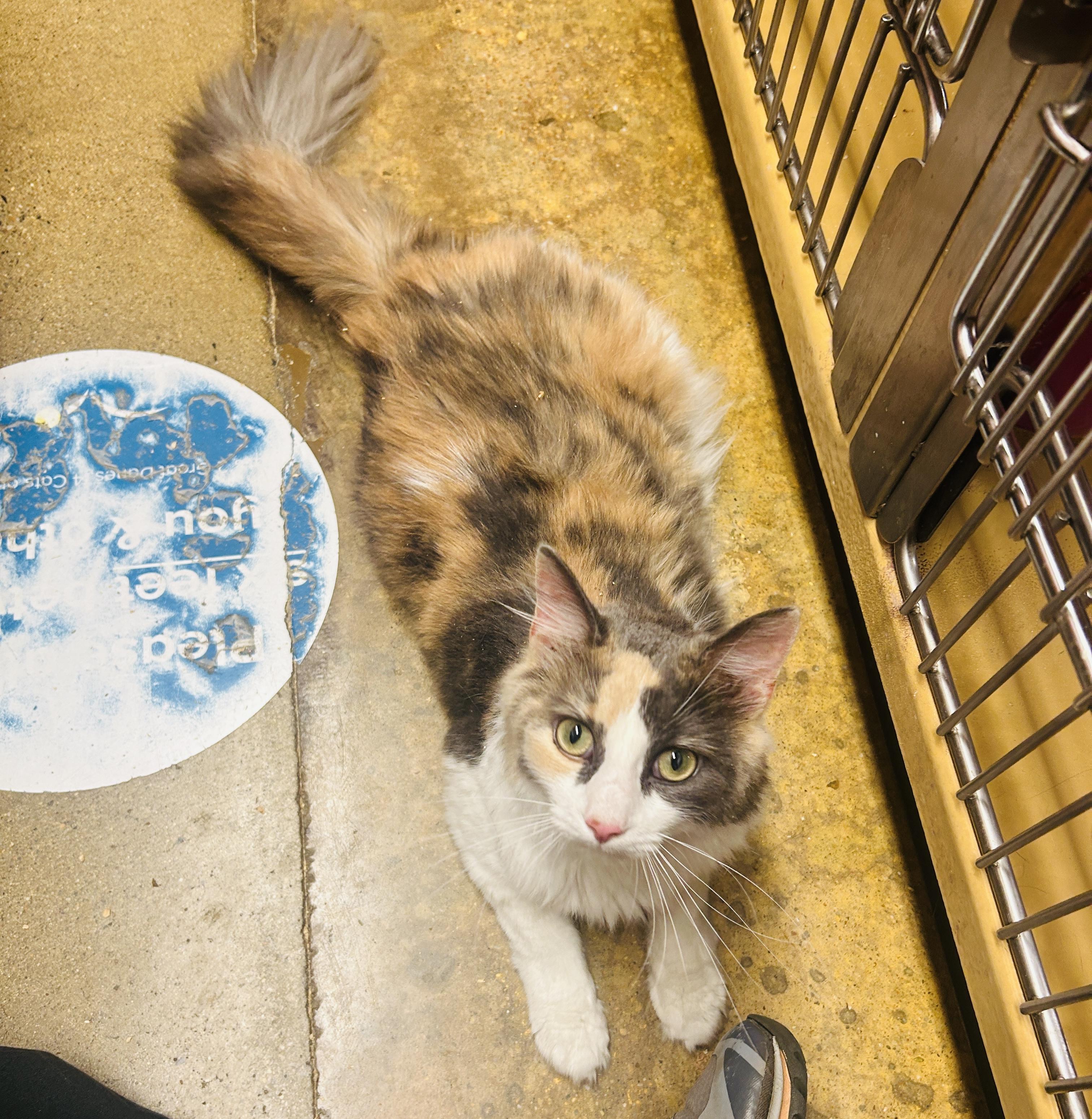 Enlarge Fifi, a ADOPTABLE Domestic Long Hair in Fairfax, VA image 5/5