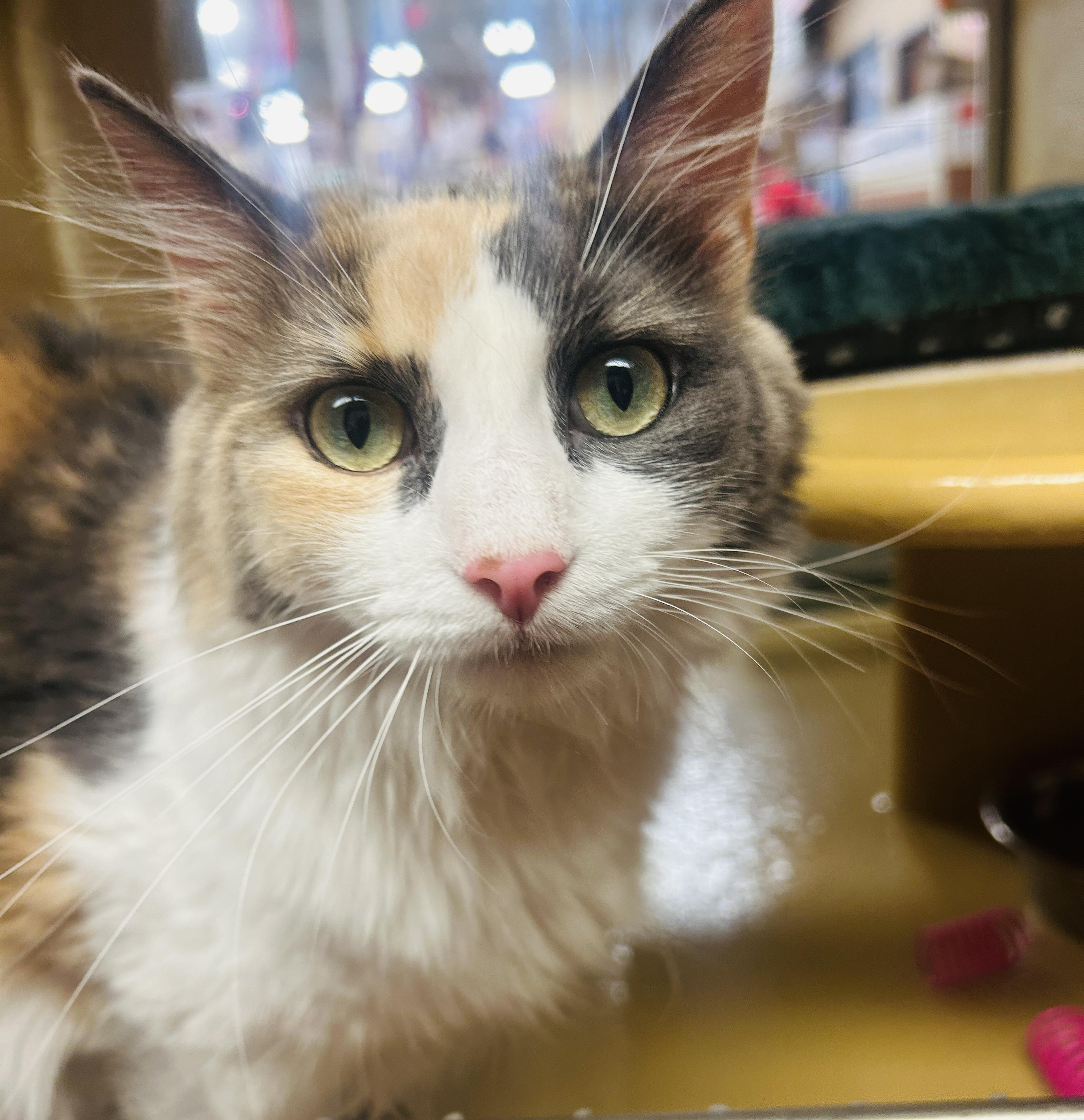 Enlarge Fifi, a ADOPTABLE Domestic Long Hair in Fairfax, VA image 2/5