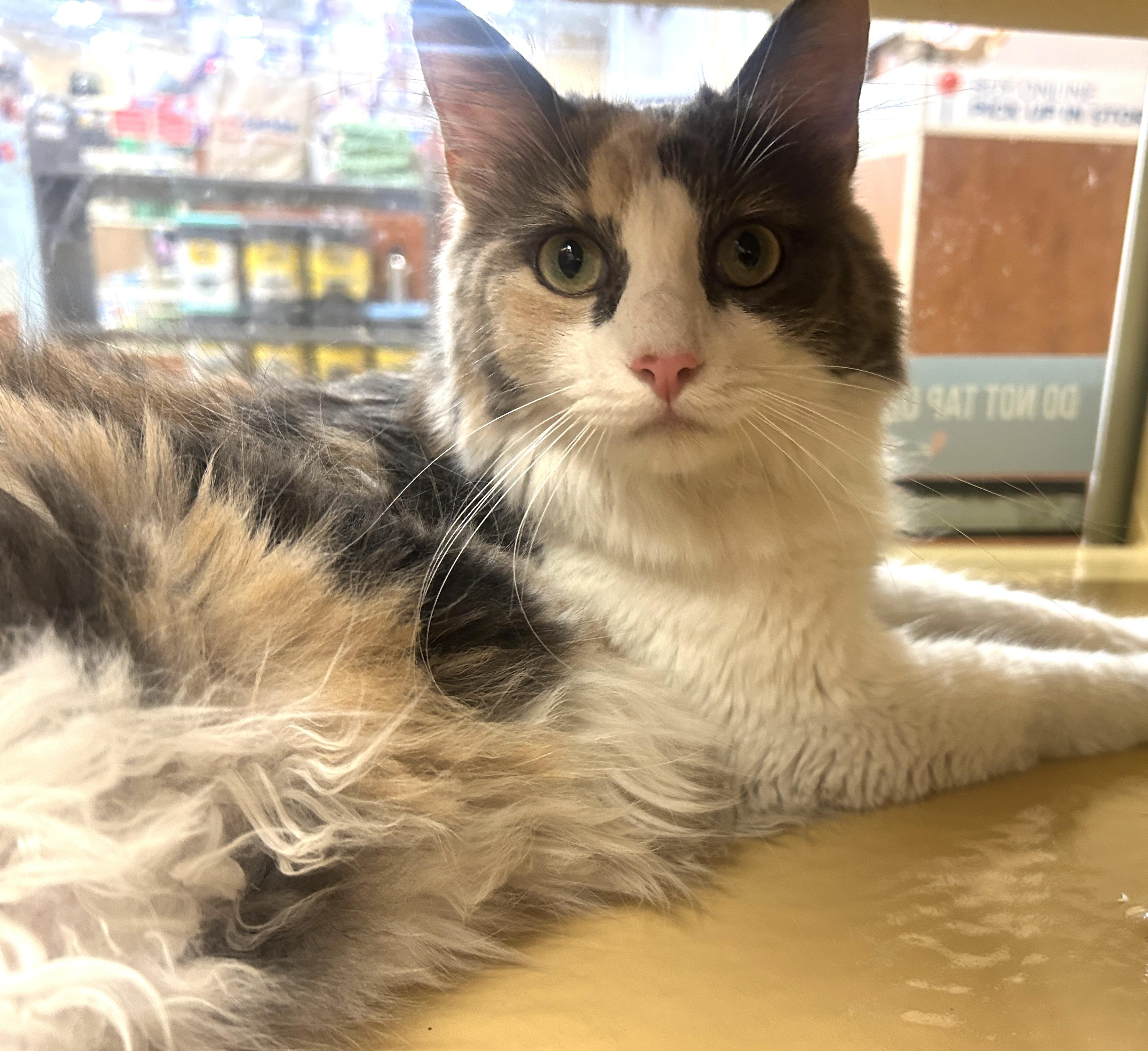 Fifi, ADOPTABLE, Young Female Domestic Long Hair.