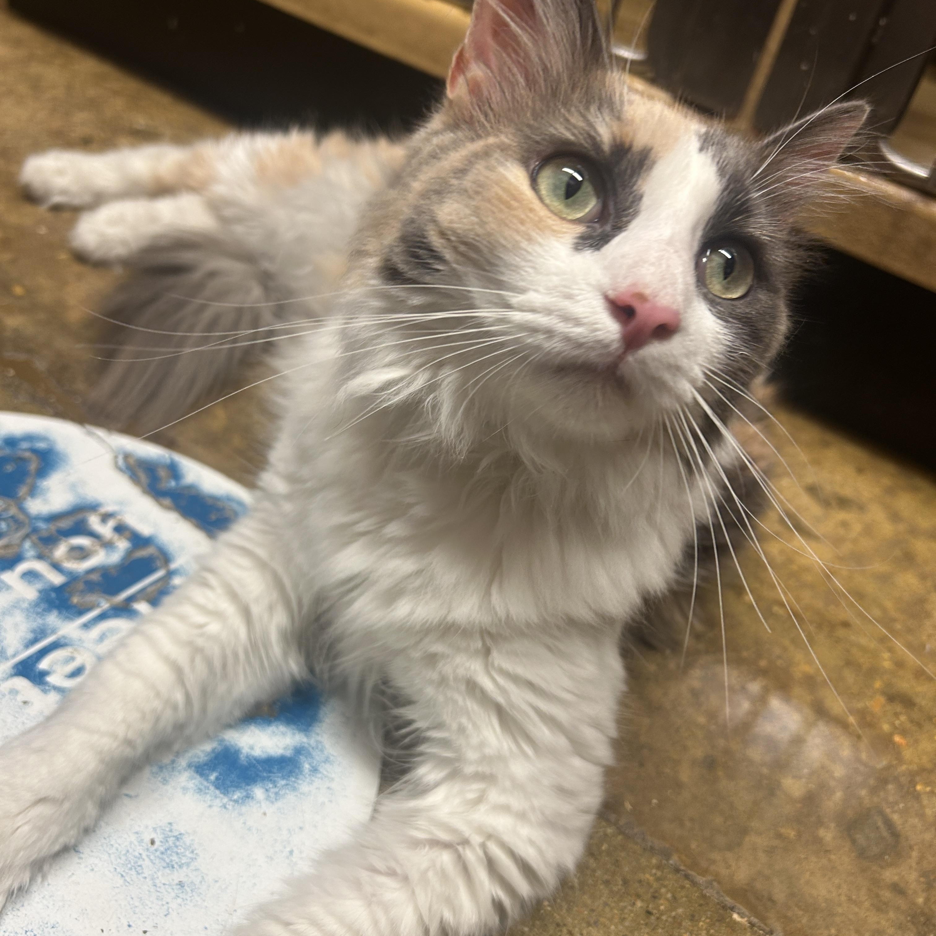 Enlarge Fifi, a ADOPTABLE Domestic Long Hair in Fairfax, VA image 3/5