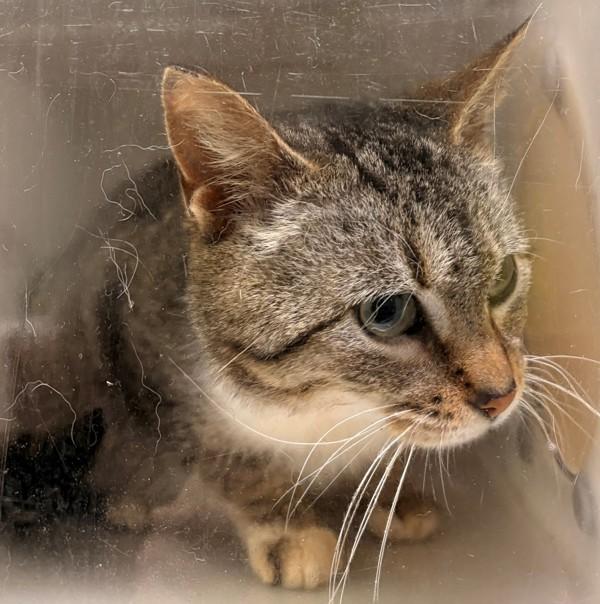 Enlarge Bridget, a Adoptable mixed breed in Winnipeg, MB image 1/1