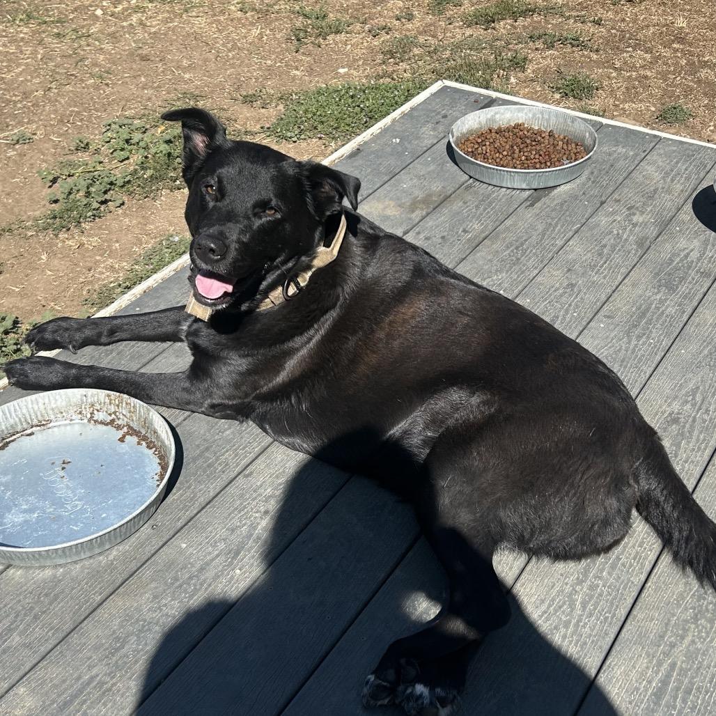 Freya, Adoptable, Adult Female Shepherd & Bull Terrier.