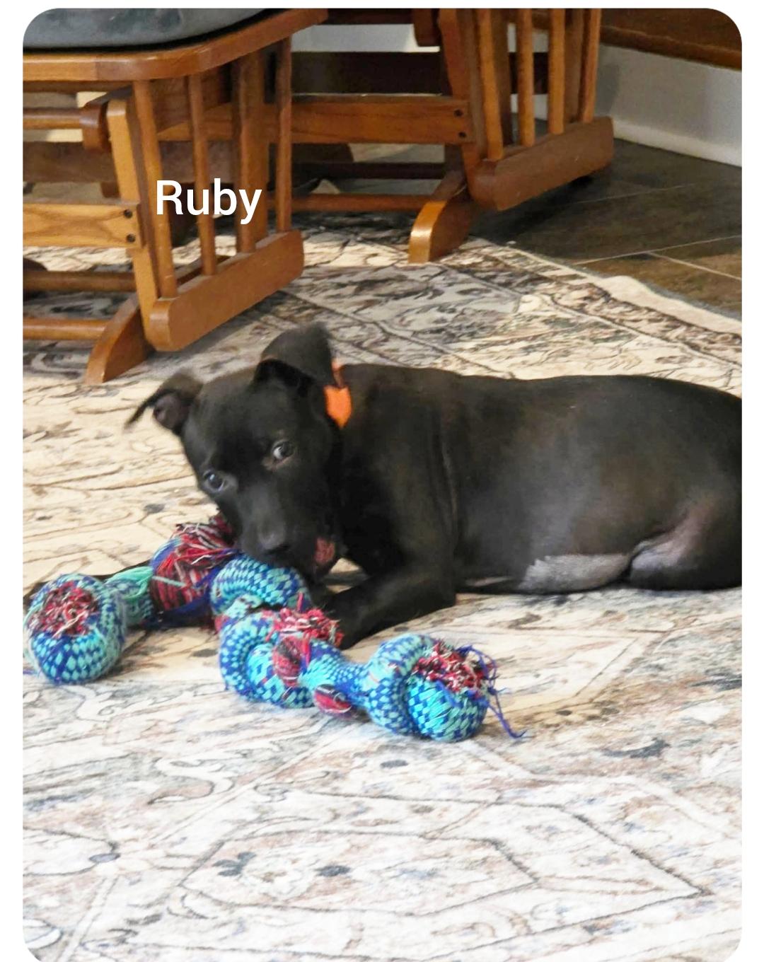 Ruby ( Orlando Fl), a ADOPTABLE mixed breed in Orlando, FL image 2/3