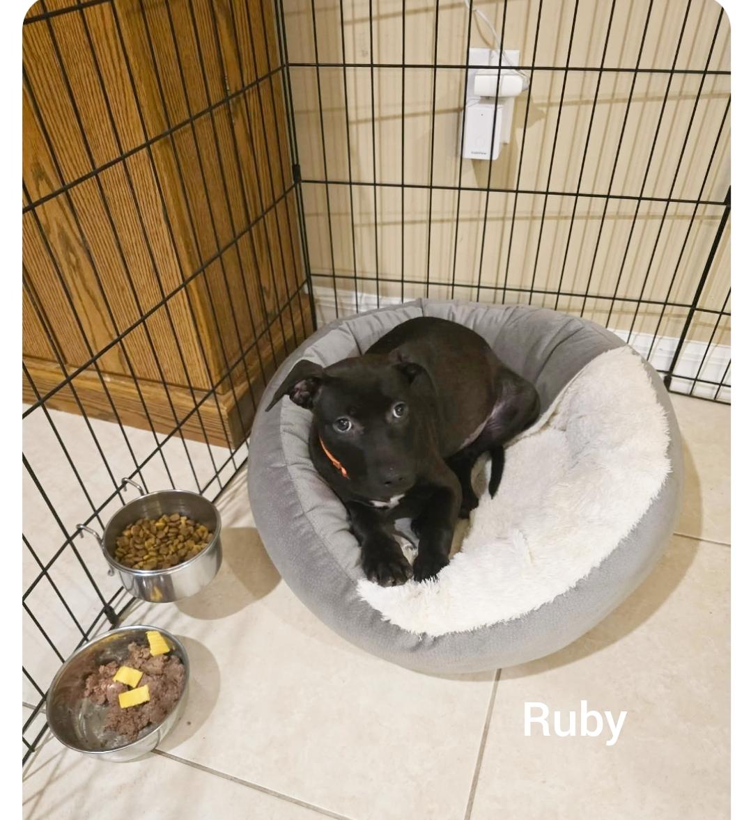Ruby ( Orlando Fl), a ADOPTABLE mixed breed in Orlando, FL image 3/3
