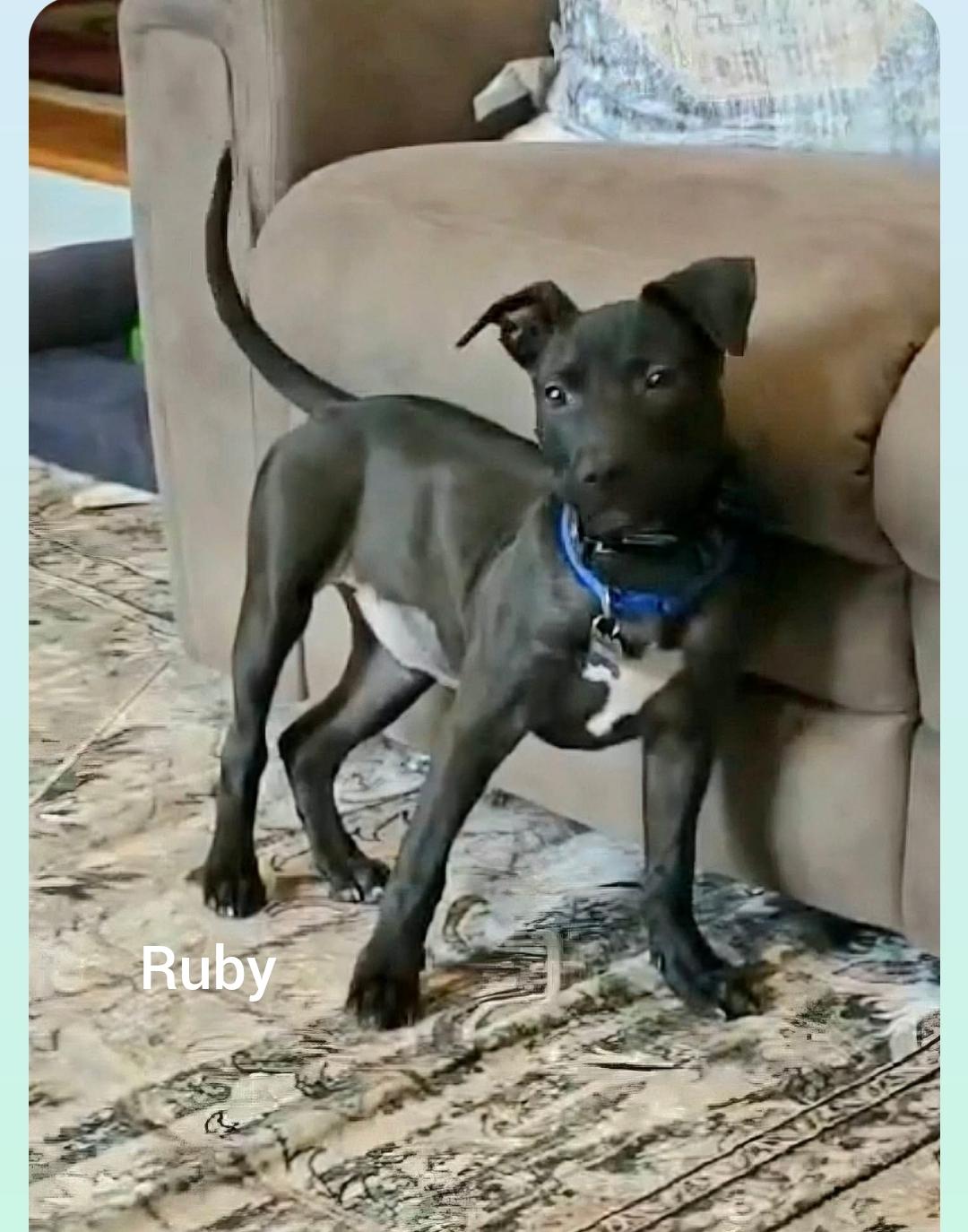 Ruby ( Orlando Fl), ADOPTABLE, Puppy Female Black Labrador Retriever.