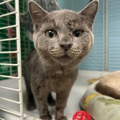 Enzo, adoptable, Kitten Male Russian Blue & Domestic Short Hair.