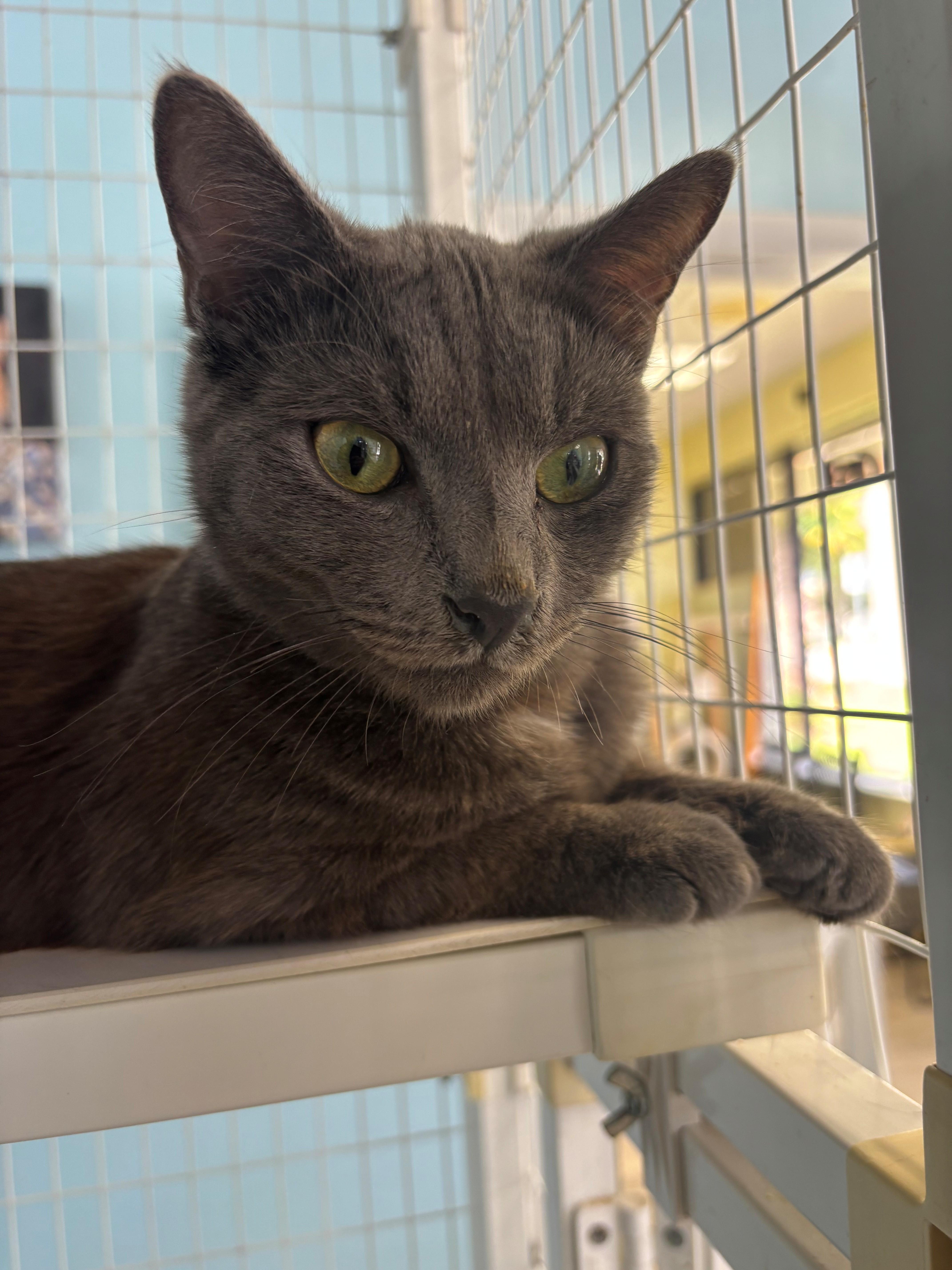 Enzo, adoptable, Young Male Russian Blue & Domestic Short Hair.