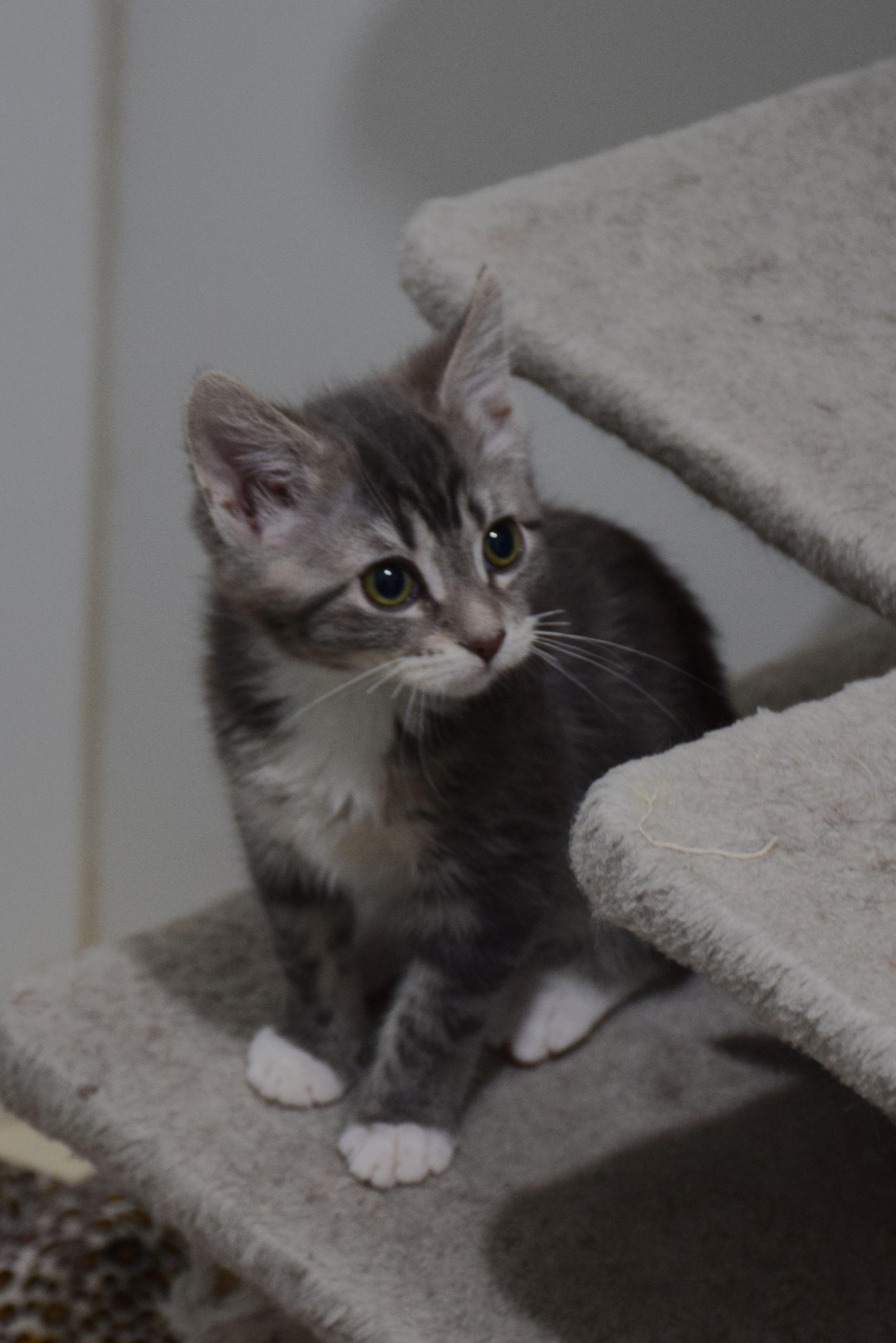 Enlarge Sugar Plum, a ADOPTABLE Tabby in Claresholm, AB image 1/1