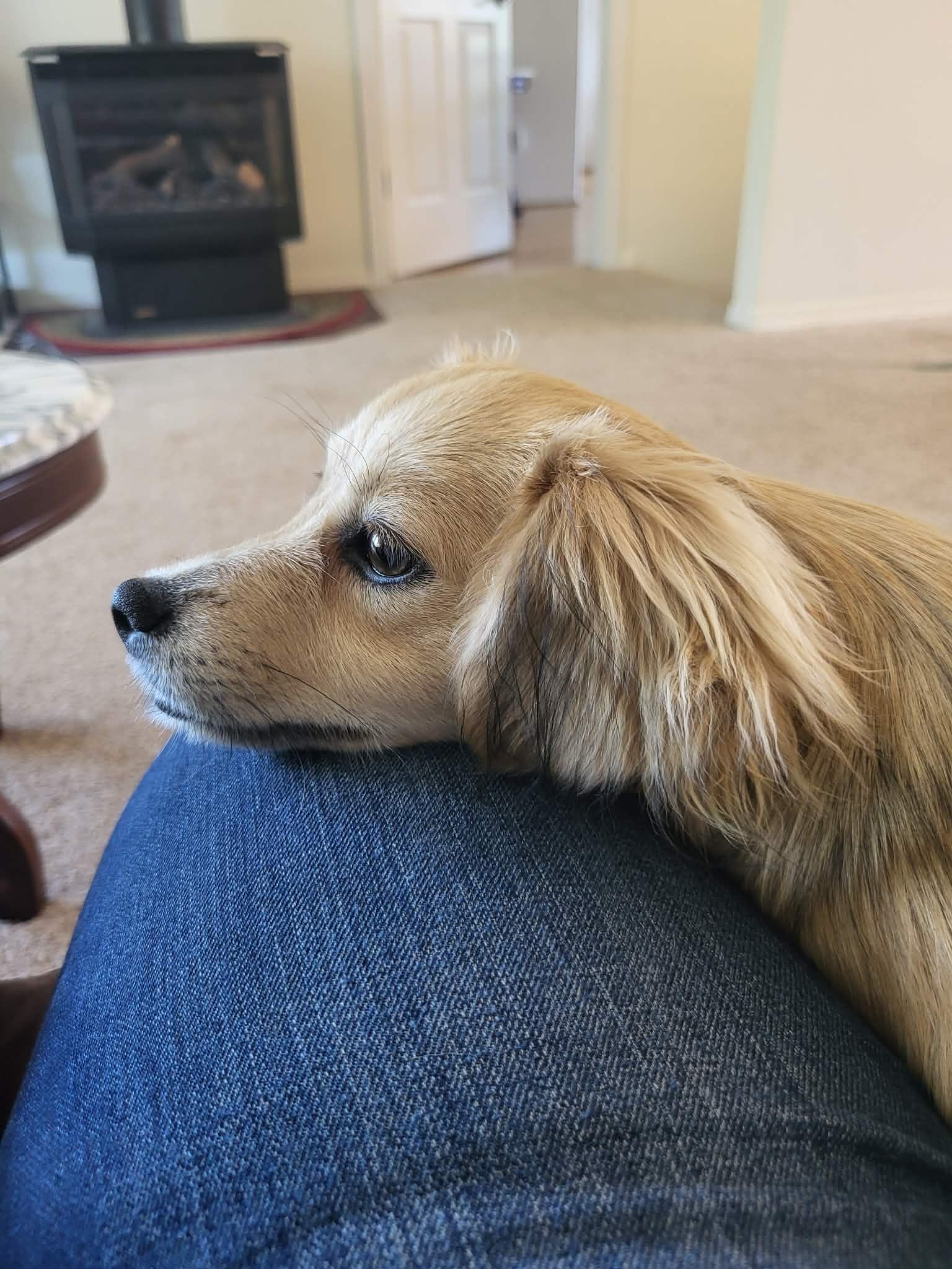 Holly, a Adoptable mixed breed in Roseburg, OR image 5/6