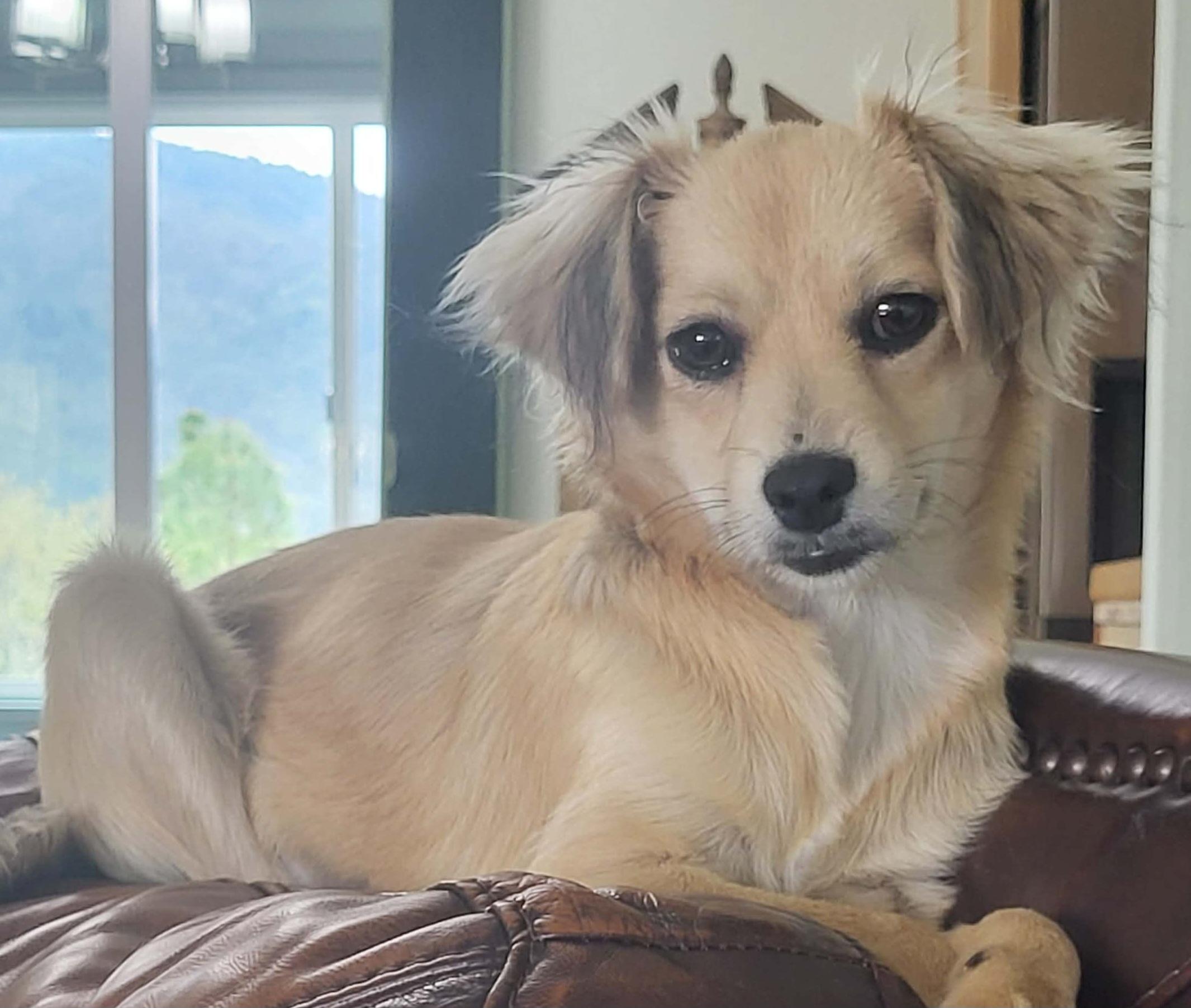 Holly, a Adoptable mixed breed in Roseburg, OR image 3/6