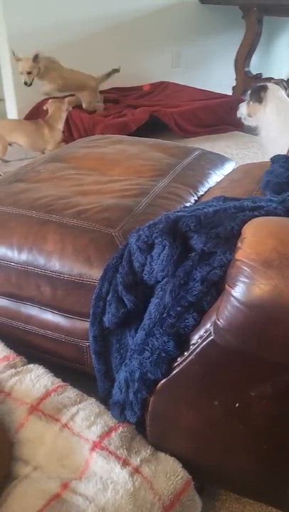 Enlarge Holly, a Adoptable mixed breed in Roseburg, OR video 4/6