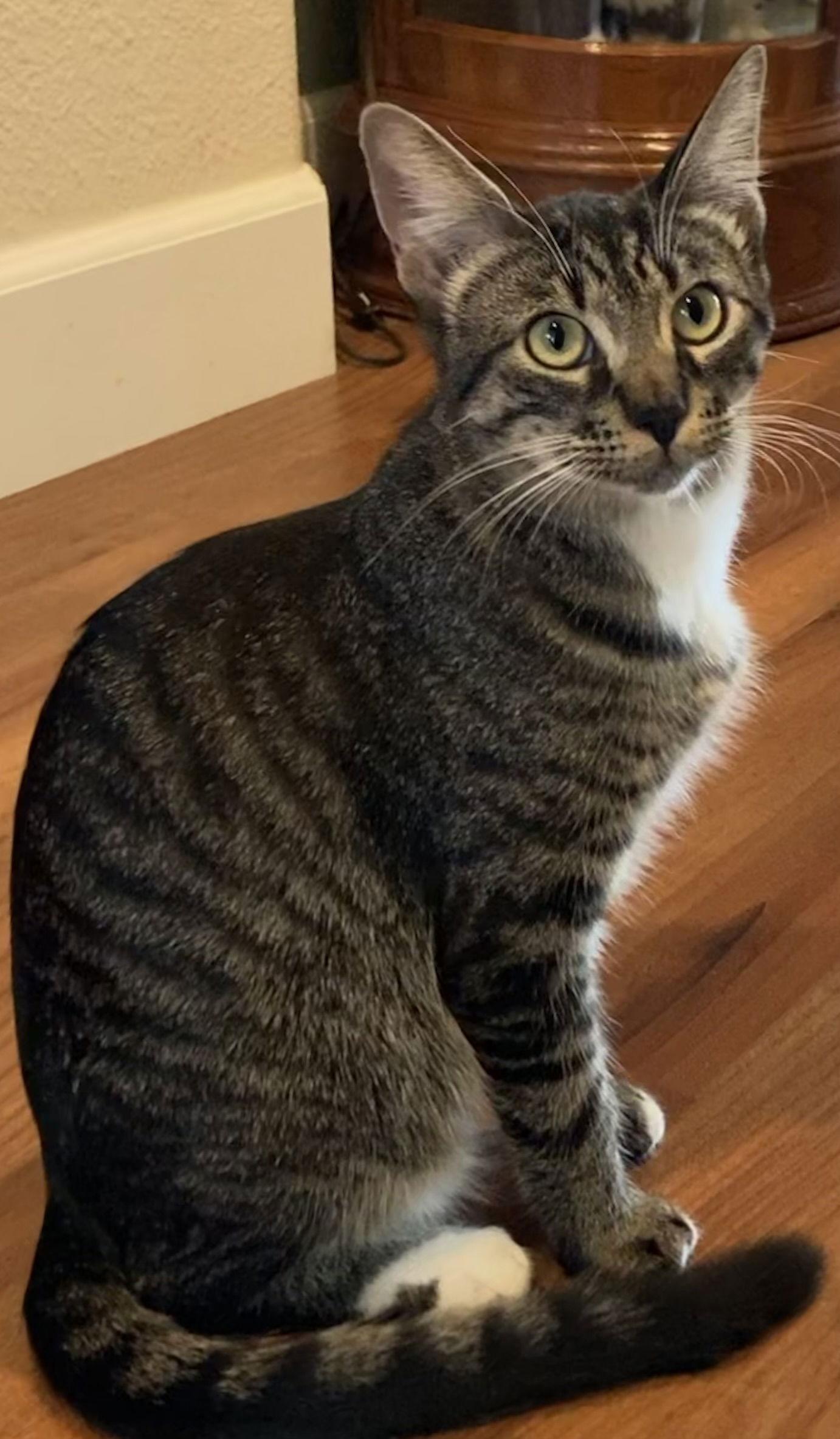 Petey, a Adoptable Domestic Short Hair in Antioch, CA image 1/2