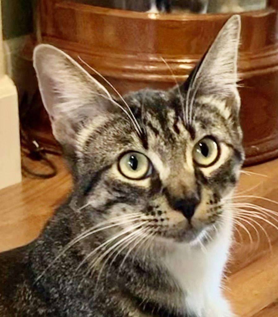 Petey, a Adoptable Domestic Short Hair in Antioch, CA image 2/2