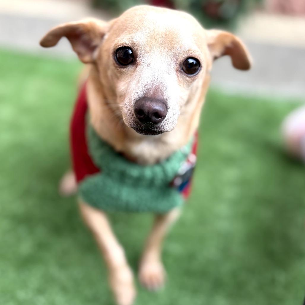 Jelly Roll, Adoptable, Adult Male Chihuahua & Dachshund.