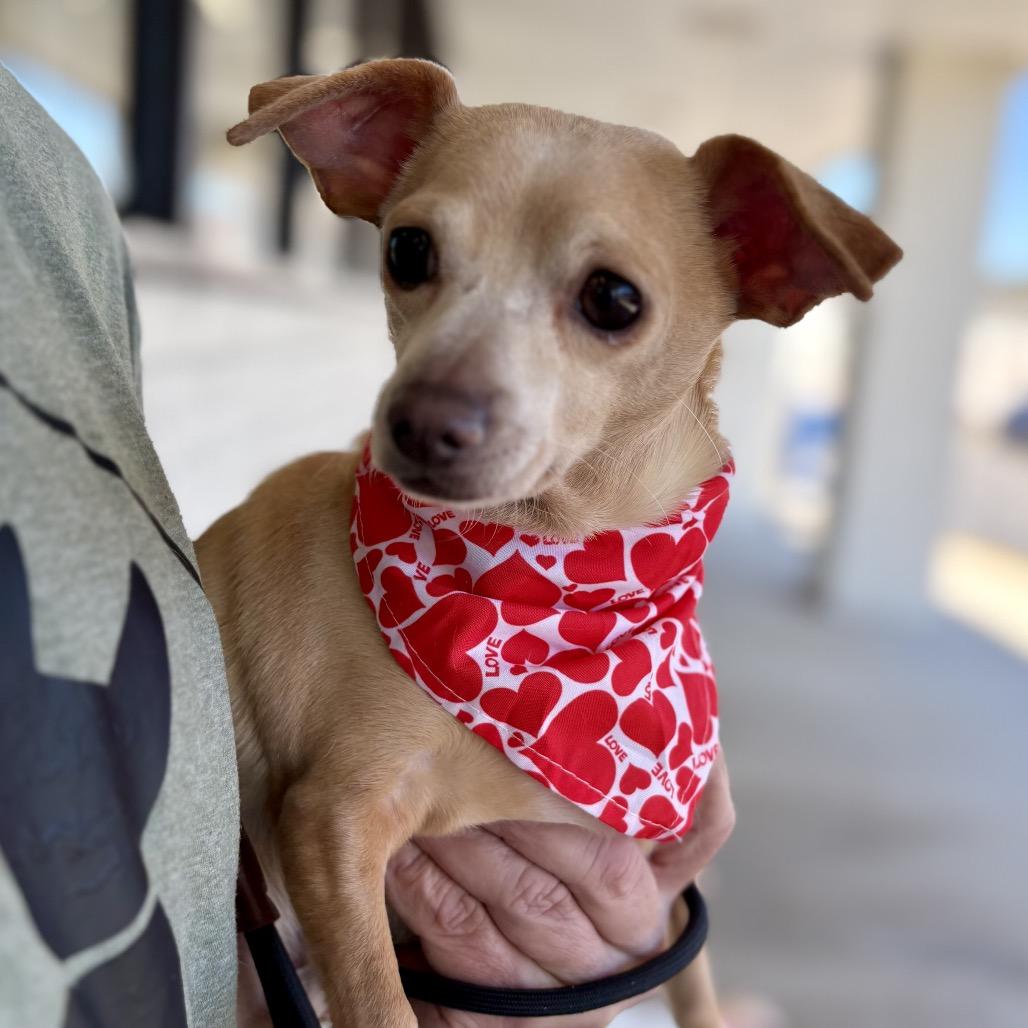 Jelly Roll, Adoptable, Adult Male Chihuahua & Dachshund.