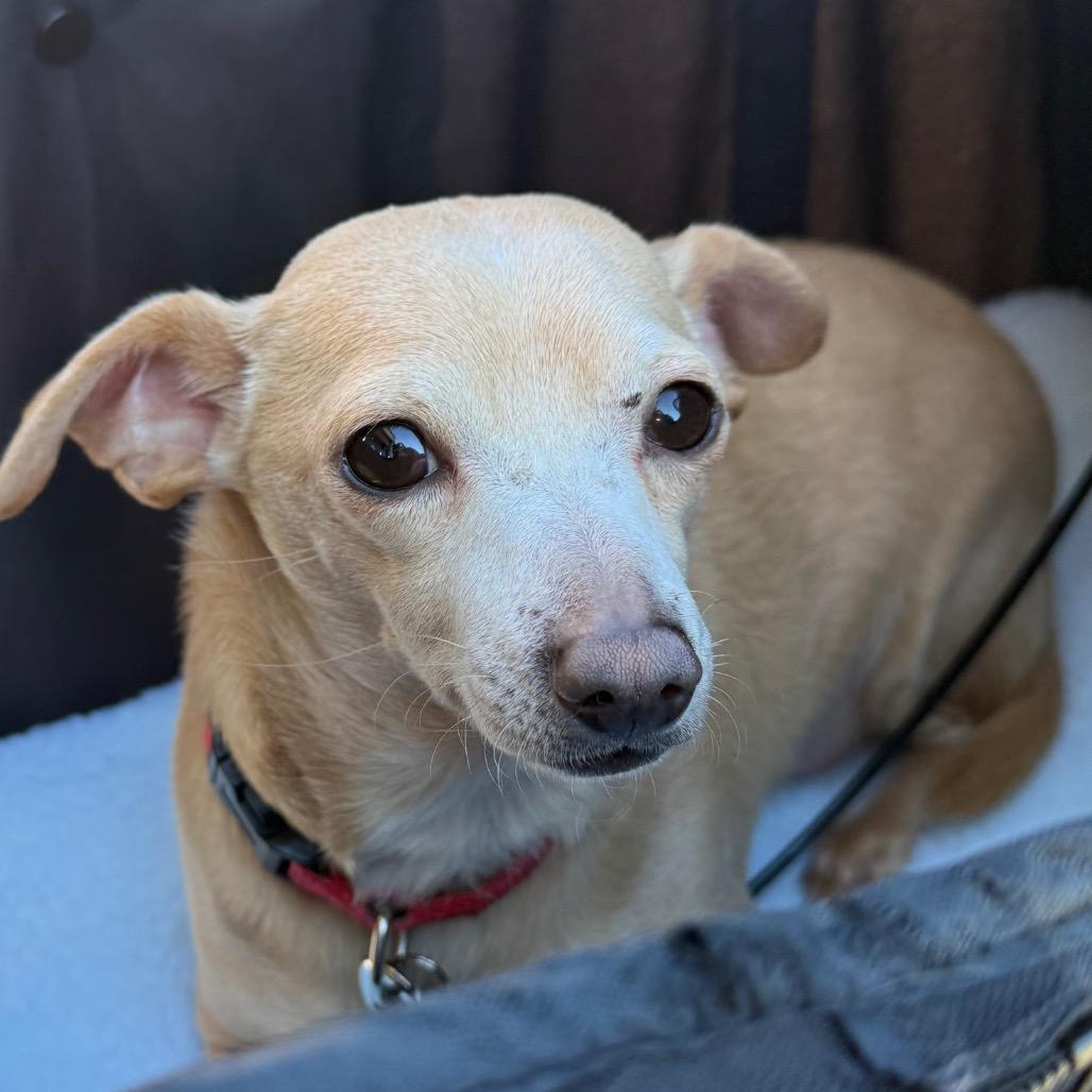 Jelly Roll, Adoptable, Adult Male Chihuahua & Dachshund.