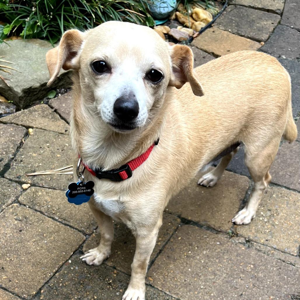 Enlarge Jelly Roll, a Adoptable mixed breed in Bessemer, AL image 2/6