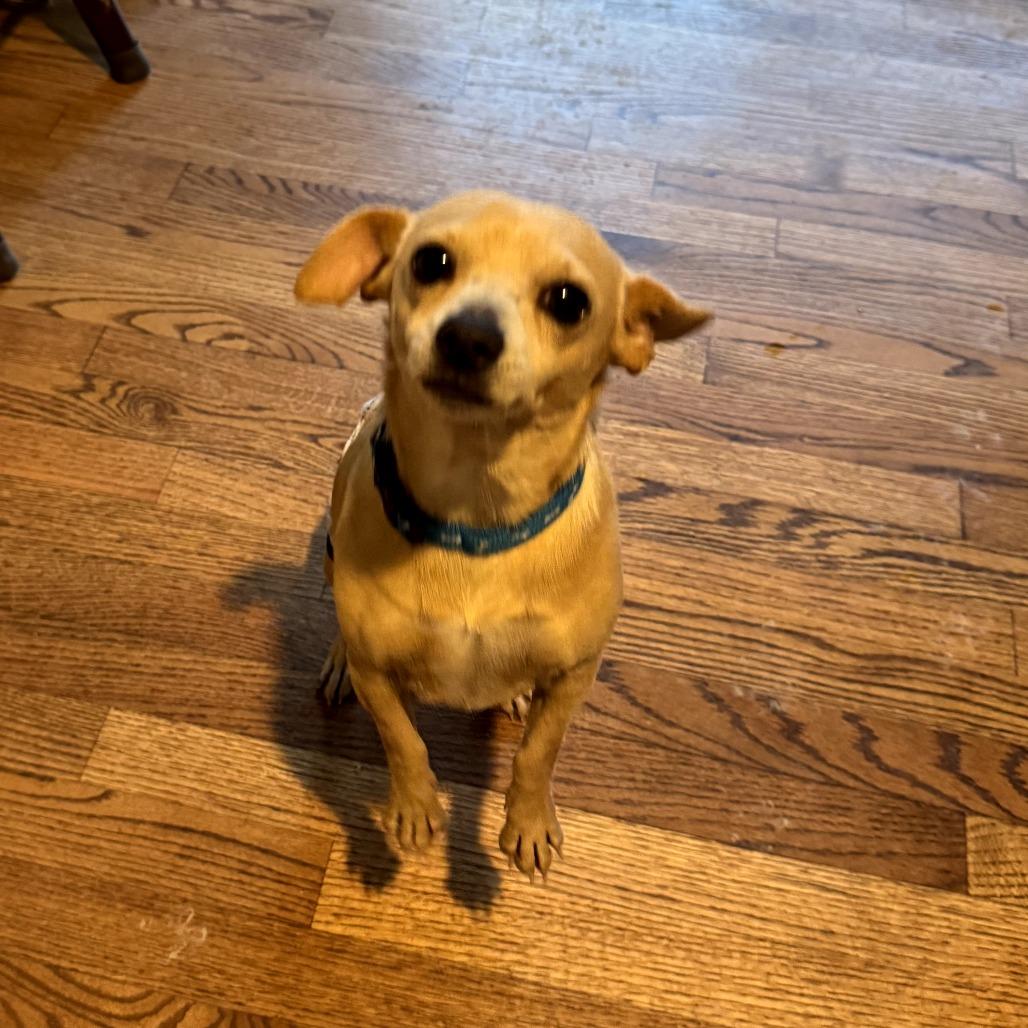 Enlarge Jelly Roll, a Adoptable mixed breed in Bessemer, AL image 3/6