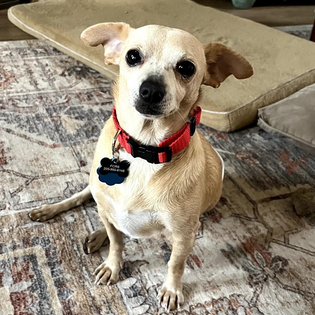 Enlarge Jelly Roll, a Adoptable mixed breed in Bessemer, AL image 4/6