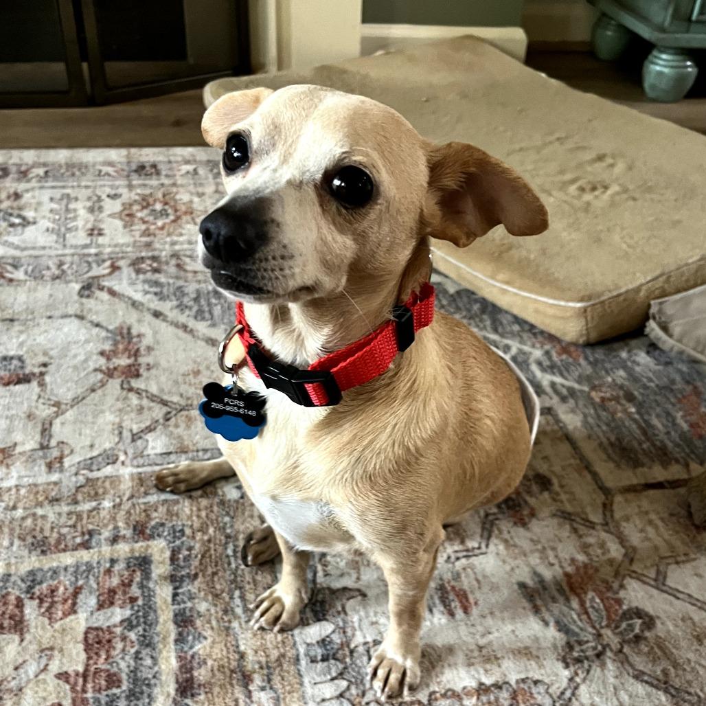 Enlarge Jelly Roll, a Adoptable mixed breed in Bessemer, AL image 5/6