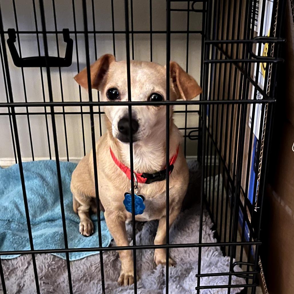 Enlarge Jelly Roll, a Adoptable mixed breed in Bessemer, AL image 6/6