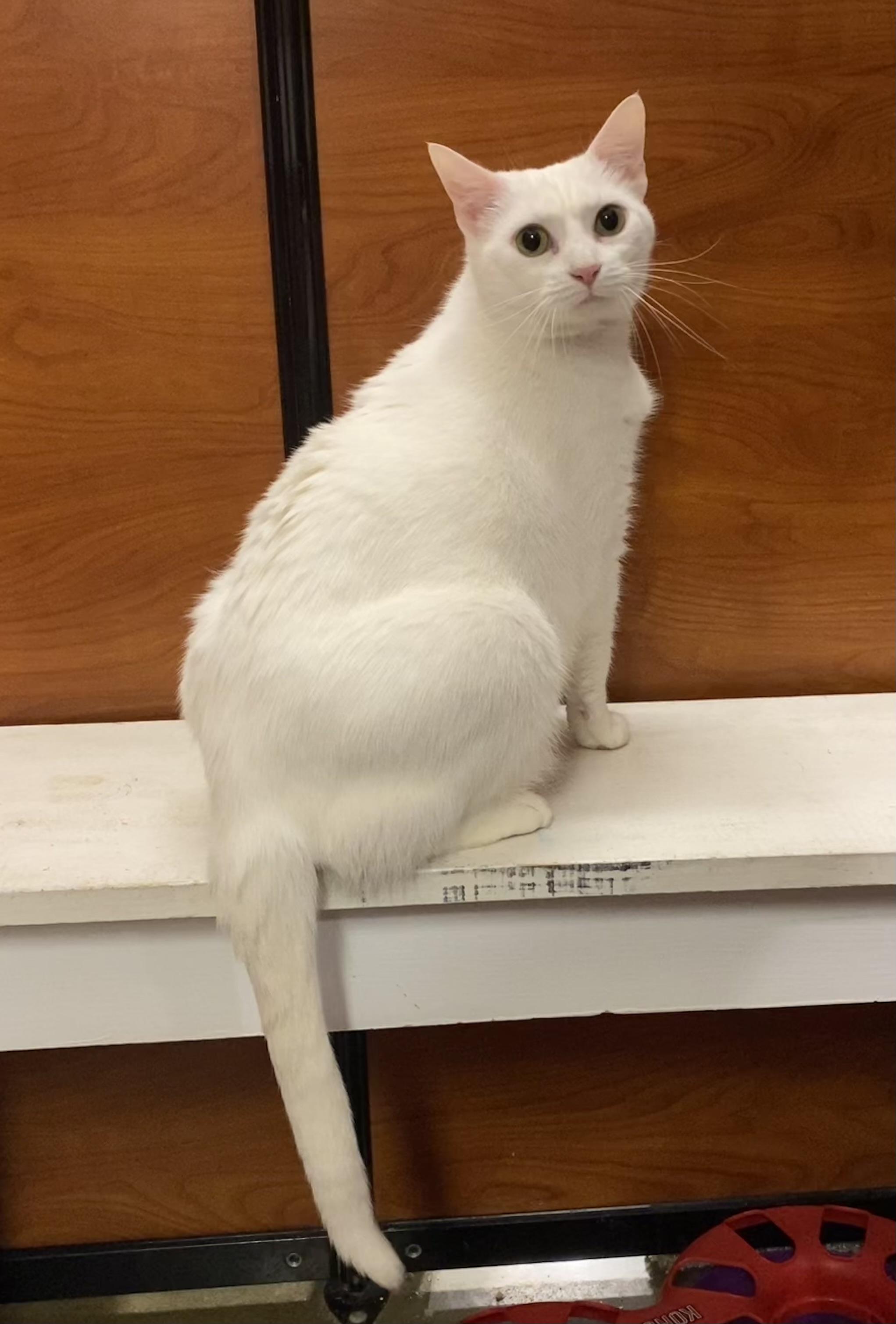 Demee @ Petsmart In thumbnail 5