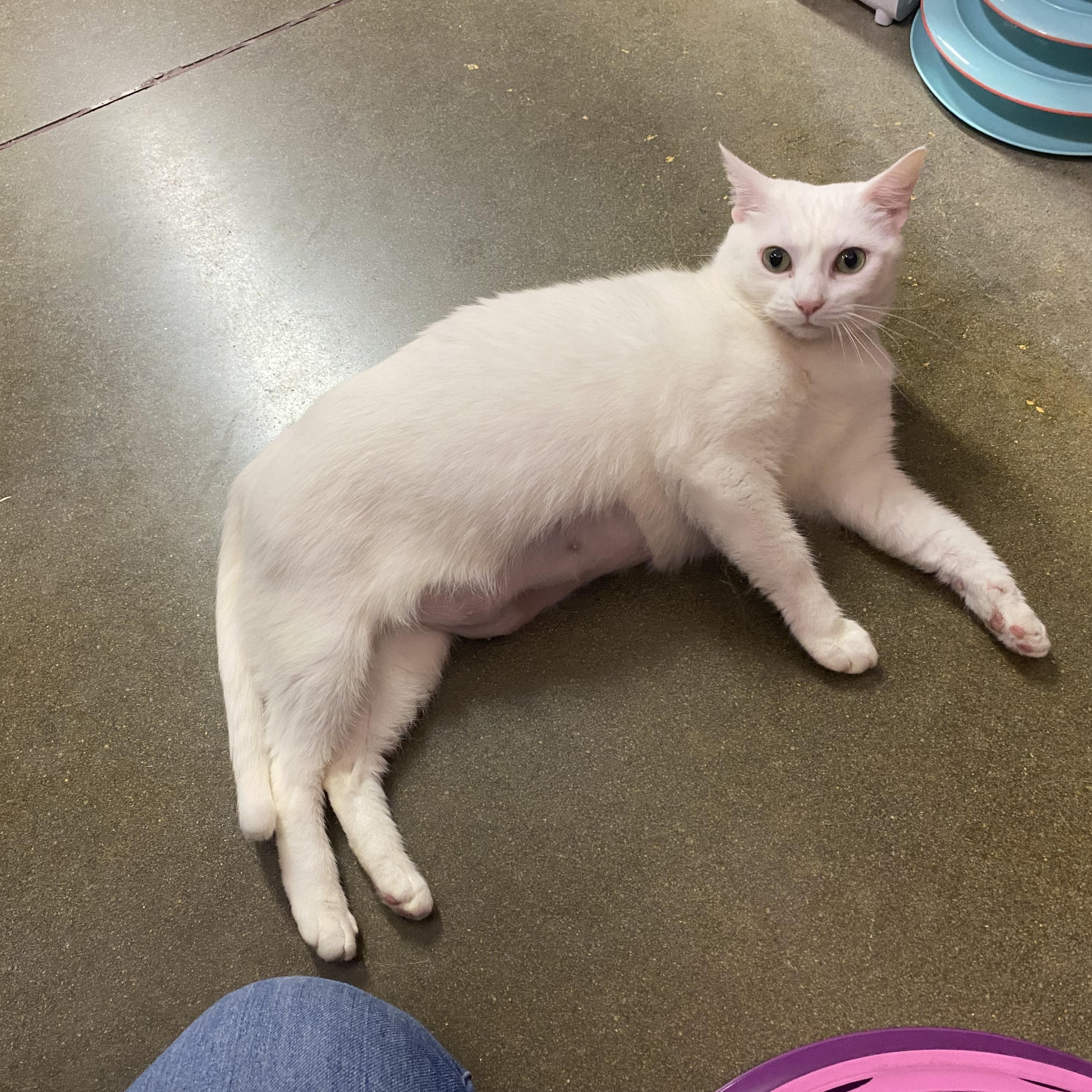 Demee @ Petsmart In photo 1