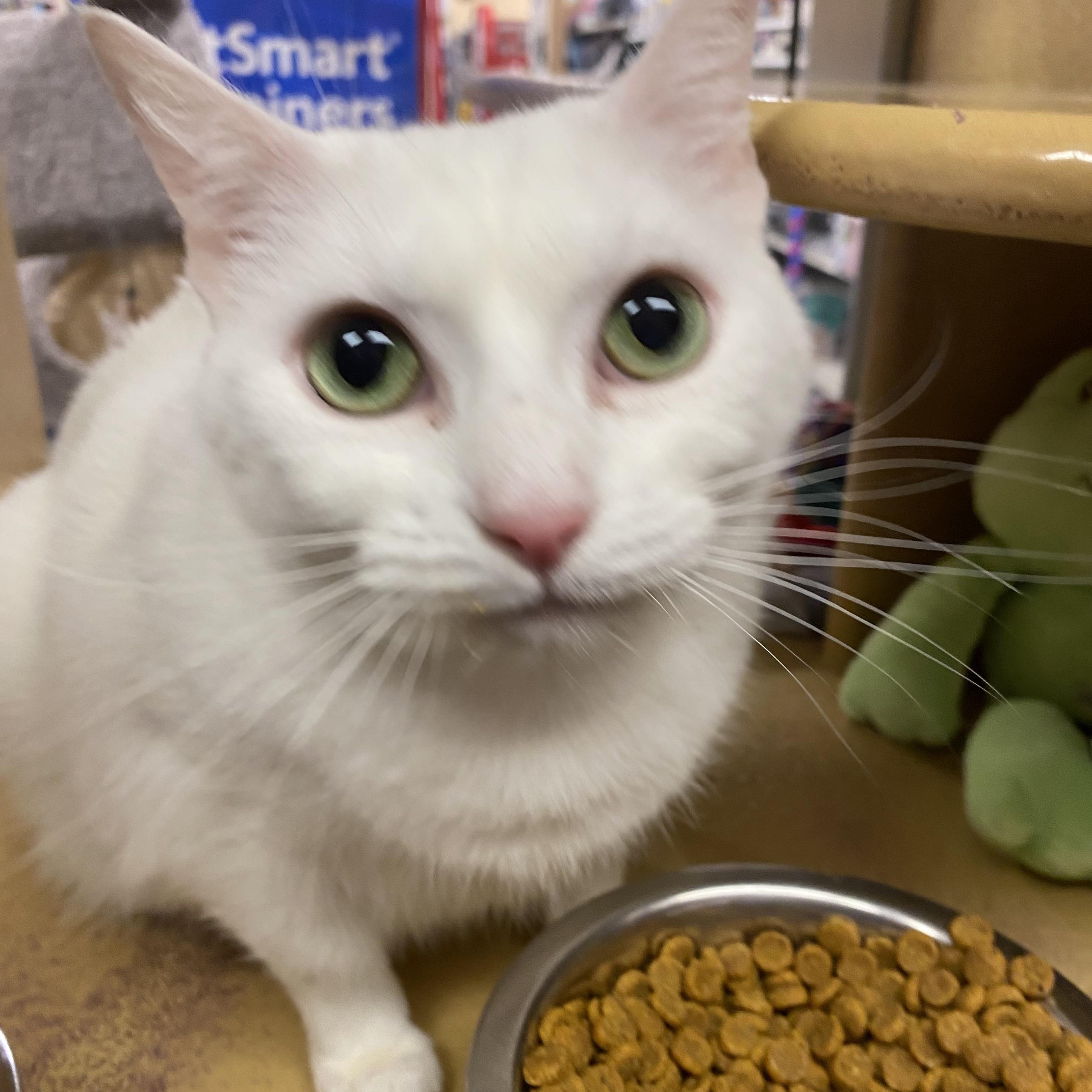 Demee @ Petsmart In thumbnail 4