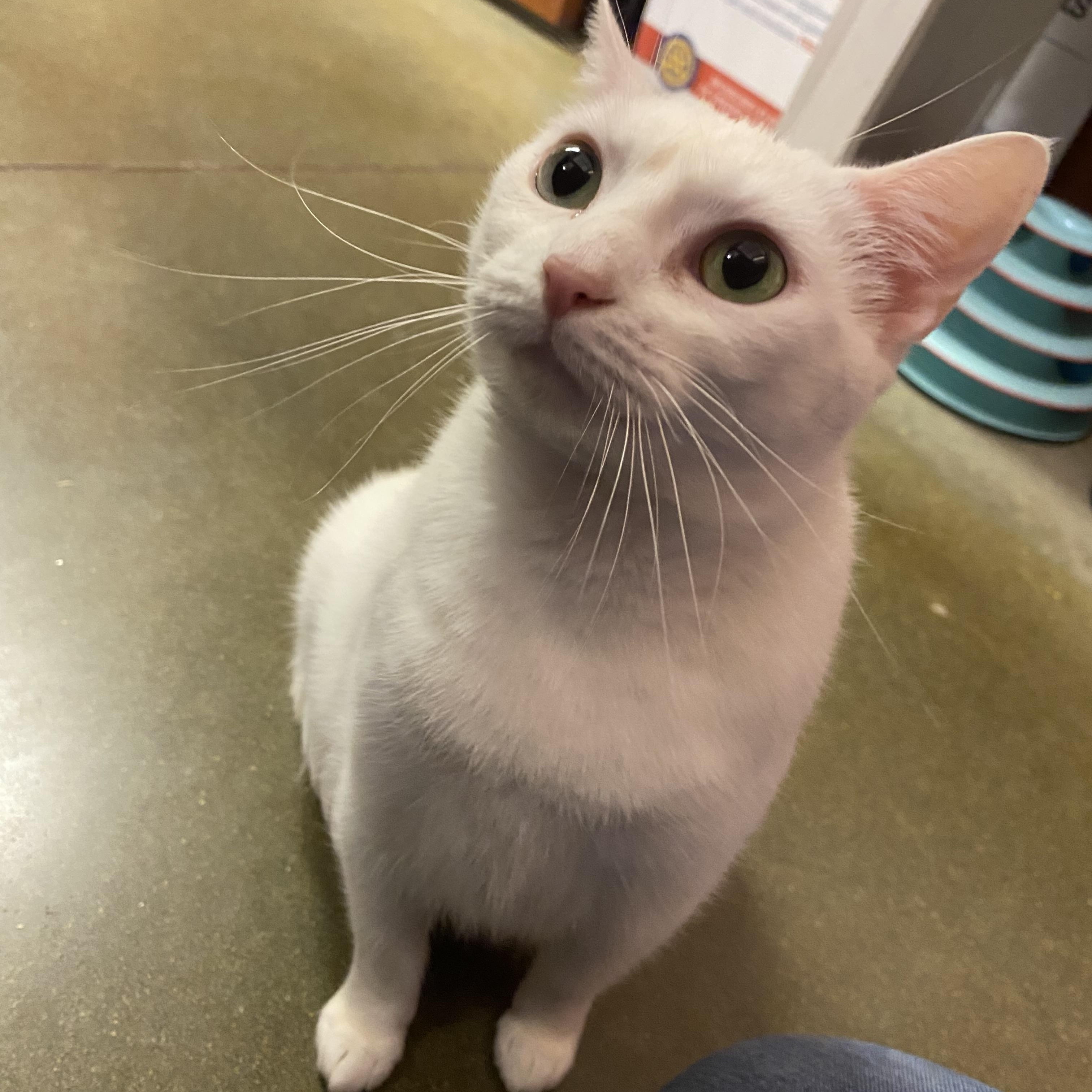 Demee @ Petsmart In thumbnail 2