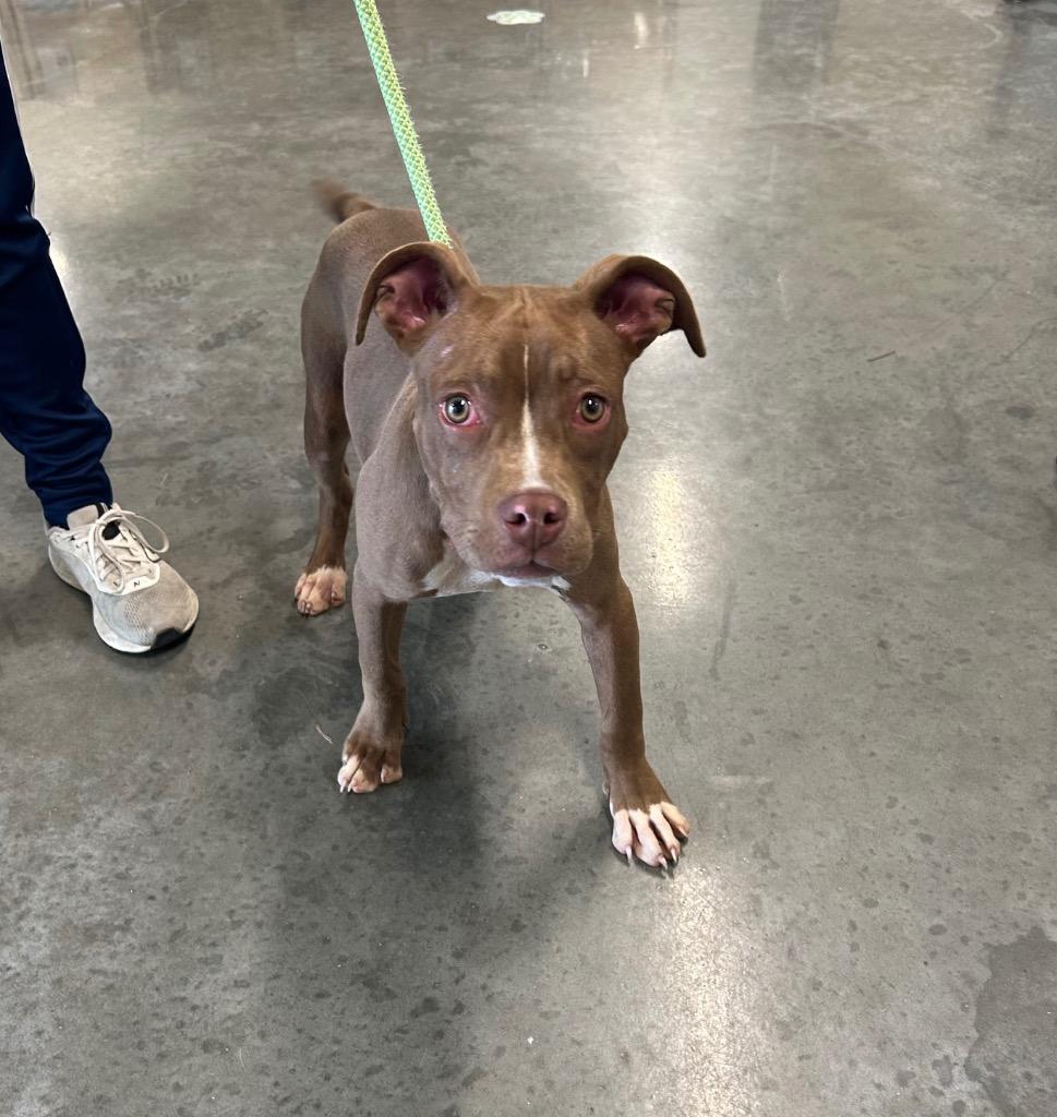 Hershey Kiss, Adoptable, Puppy Female Pit Bull Terrier.