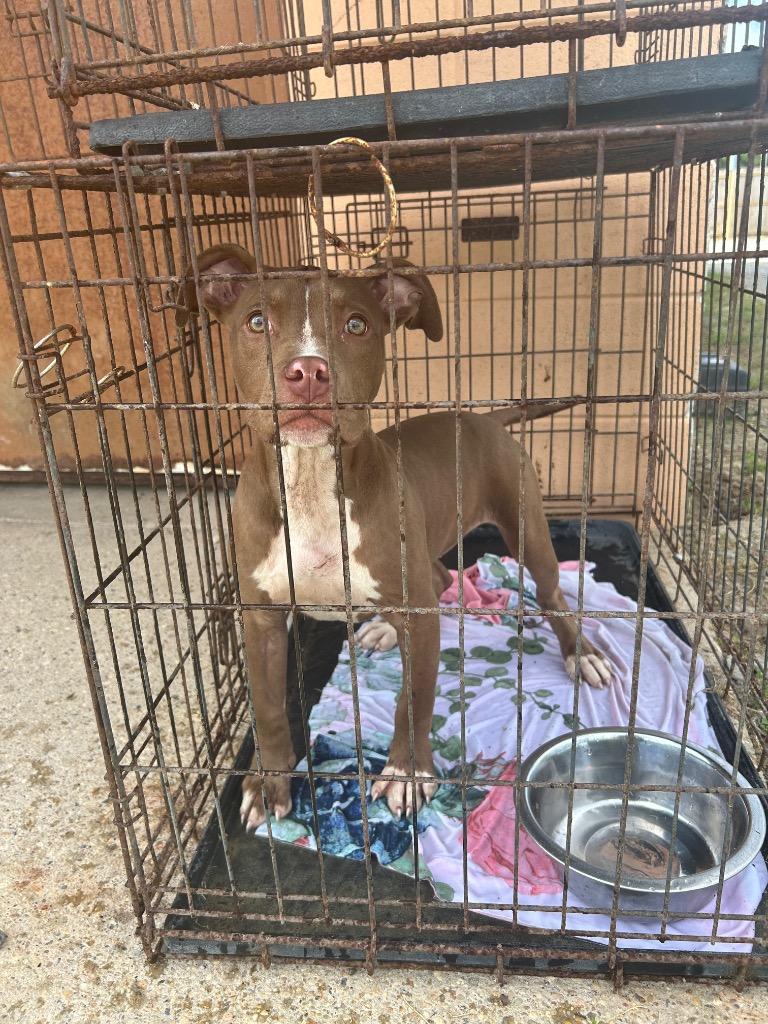 Hershey Kiss, a Adoptable Pit Bull Terrier in Gautier, MS image 2/2