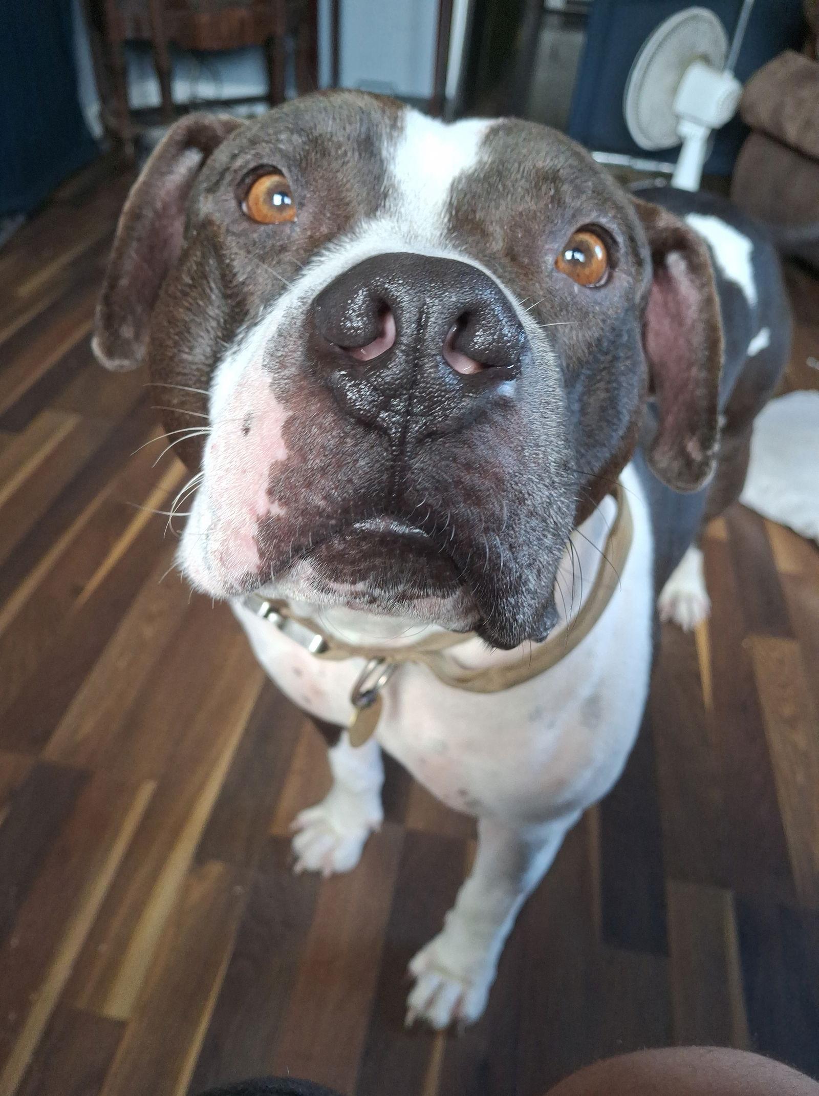 Chedda, a Adoptable Pit Bull Terrier in Livonia, MI image 1/3