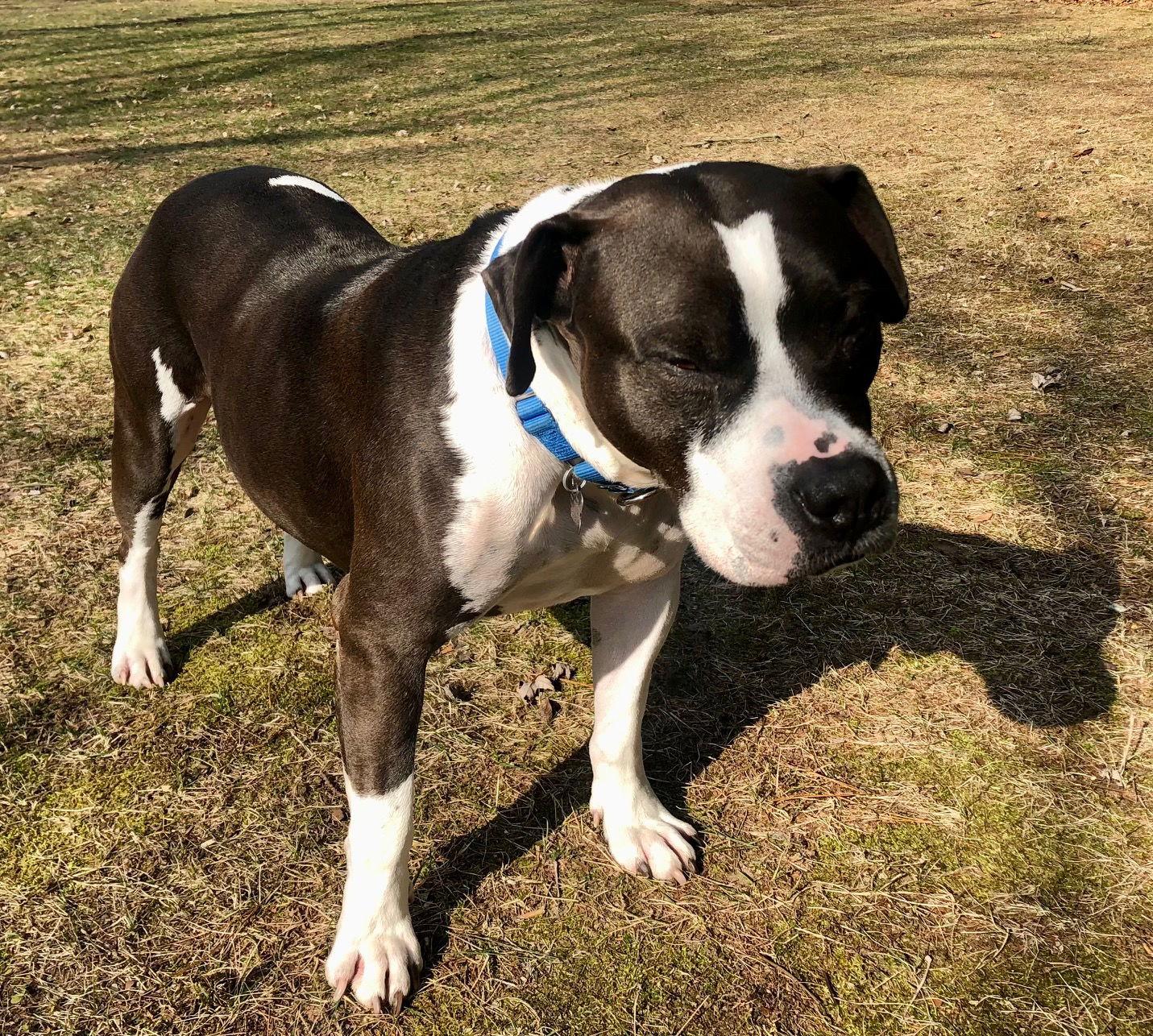 Chedda, Adoptable, Adult Male Pit Bull Terrier.