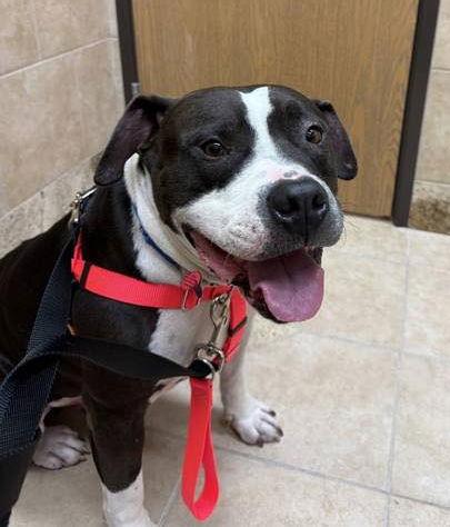 Enlarge Chedda, a Adoptable Pit Bull Terrier in Livonia, MI image 2/3