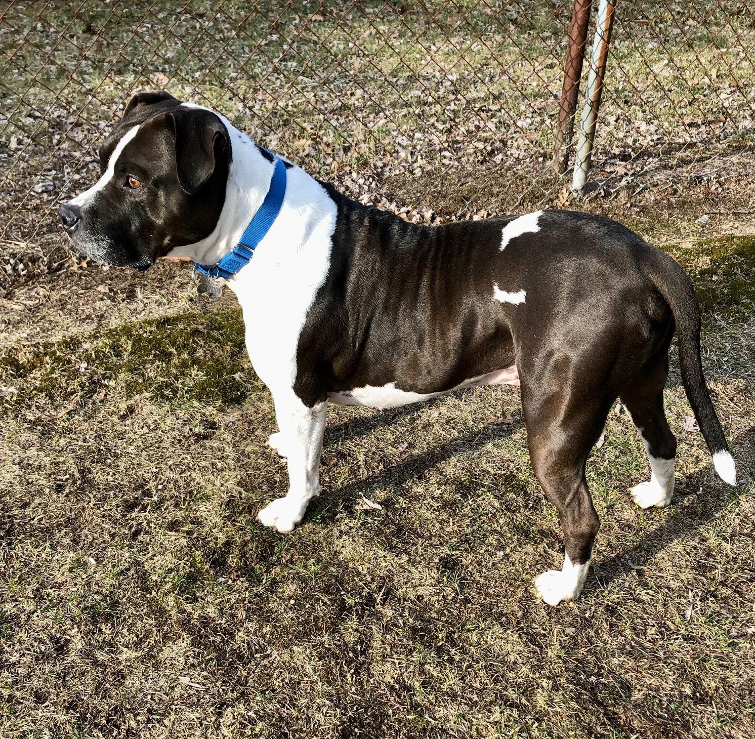 Enlarge Chedda, a Adoptable Pit Bull Terrier in Livonia, MI image 2/3