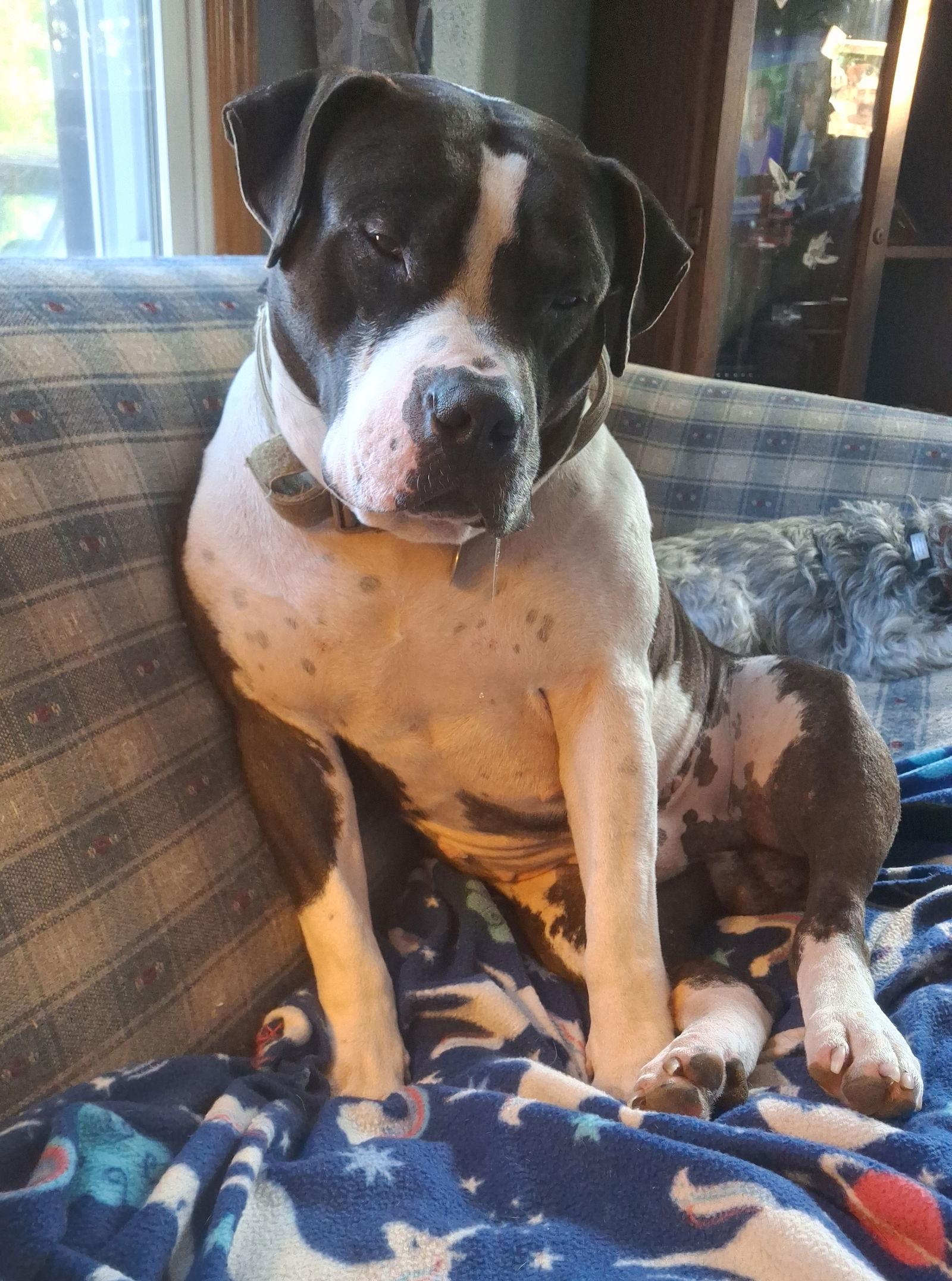 Enlarge Chedda, a Adoptable Pit Bull Terrier in Livonia, MI image 3/3