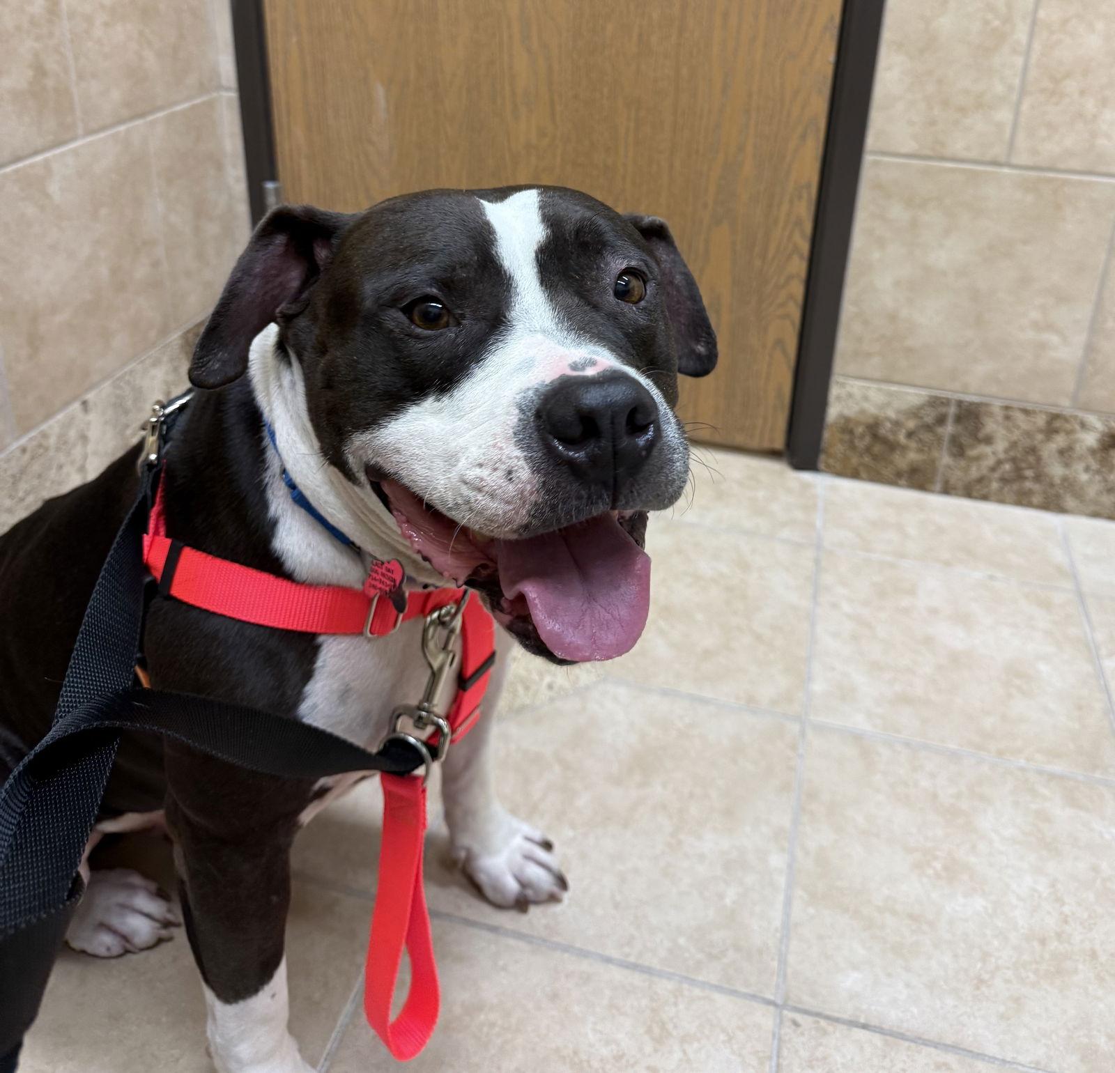 Chedda, a Adoptable Pit Bull Terrier in Livonia, MI image 2/3