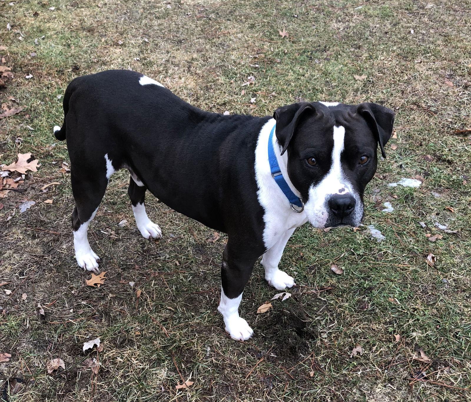 Enlarge Chedda, a Adoptable Pit Bull Terrier in Livonia, MI image 3/3