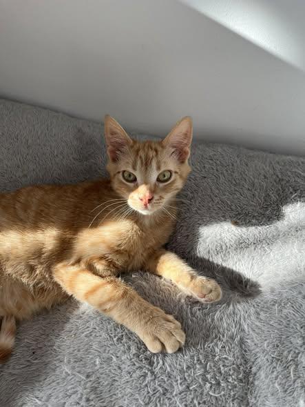 Harry, Adopted, Young Male Tabby.