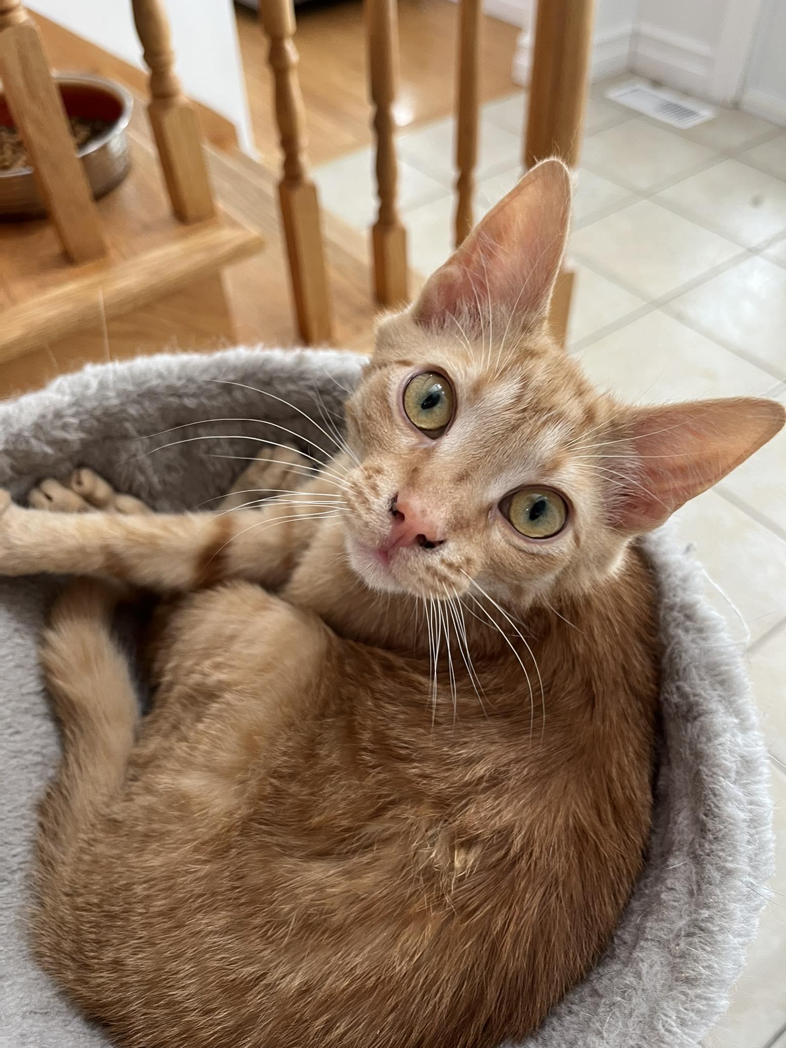 Enlarge Harry, a Adopted Tabby in Orleans, ON image 2/2