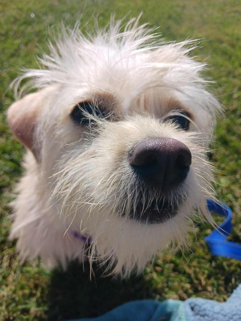 Elsa, Adoptable, Young Female Terrier & Mixed Breed.