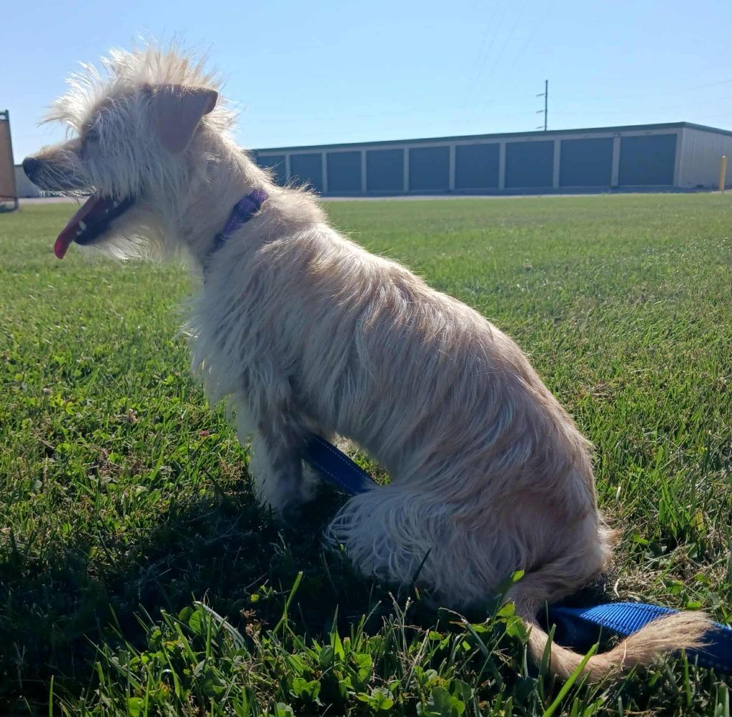Enlarge Elsa, a Adoptable mixed breed in Fremont, OH image 2/6