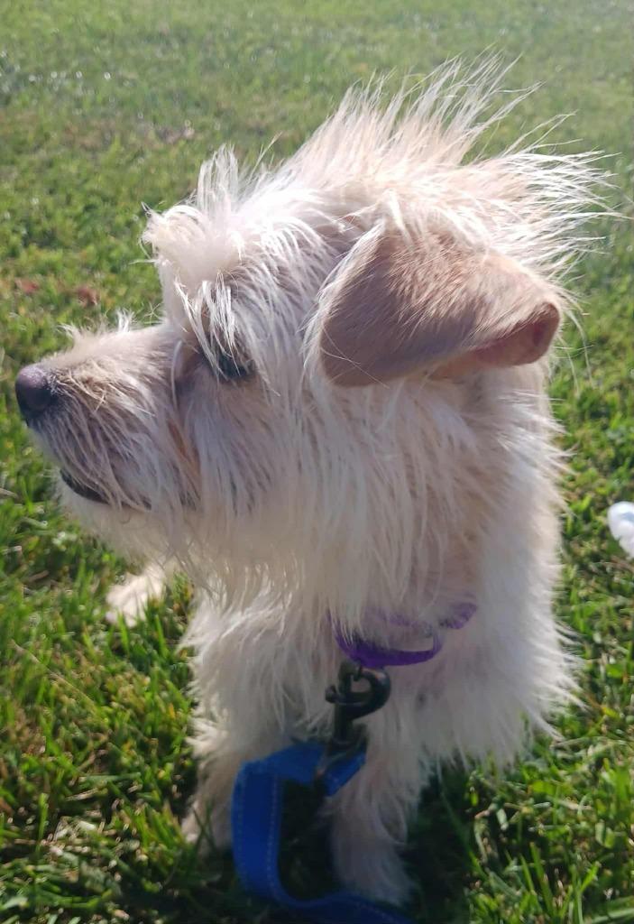 Enlarge Elsa, a Adoptable mixed breed in Fremont, OH image 3/6