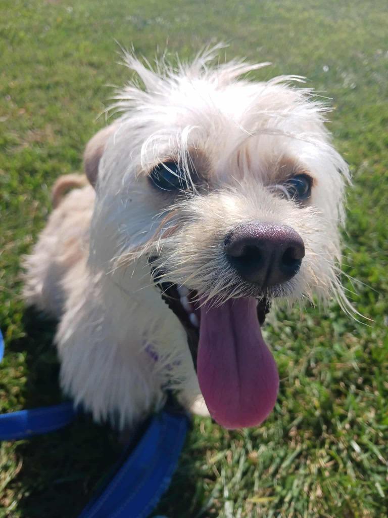 Enlarge Elsa, a Adoptable mixed breed in Fremont, OH image 4/6