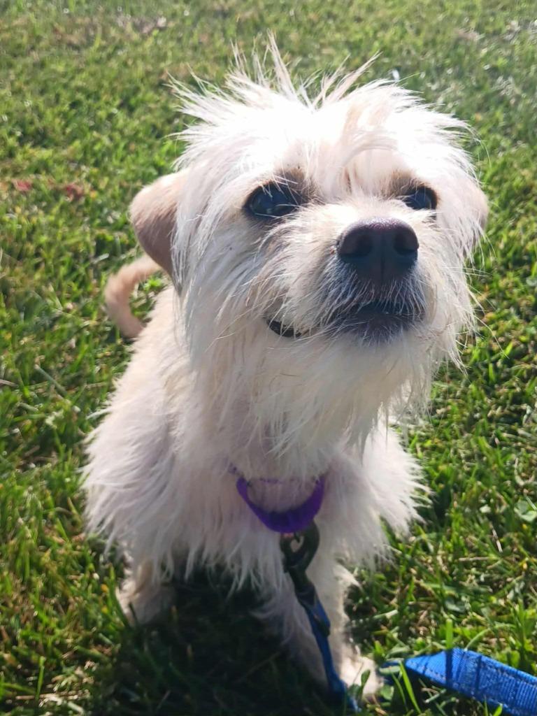Enlarge Elsa, a Adoptable mixed breed in Fremont, OH image 5/6