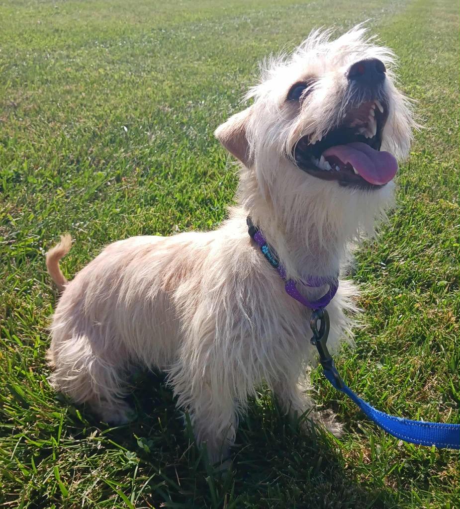 Enlarge Elsa, a Adoptable mixed breed in Fremont, OH image 6/6