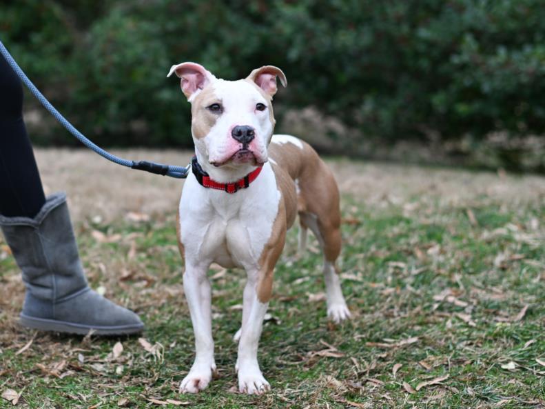 RUBY, Adoptable, Young Female Pit Bull Terrier & Mixed Breed.