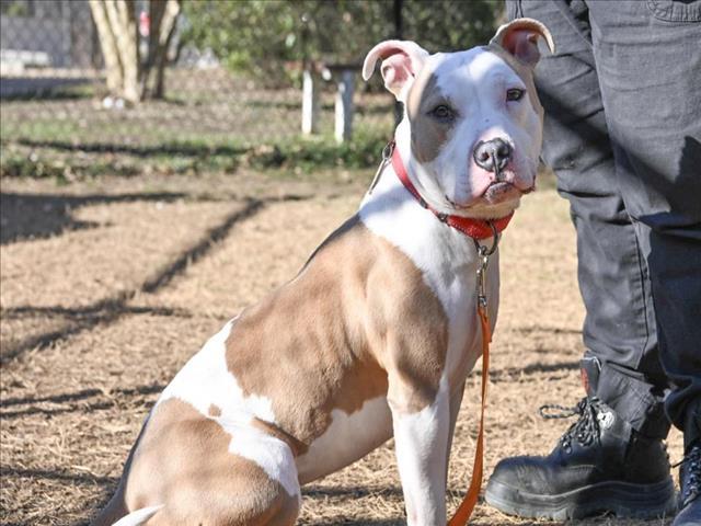 Enlarge RUBY, a Adoptable mixed breed in Chapel Hill, NC image 1/1
